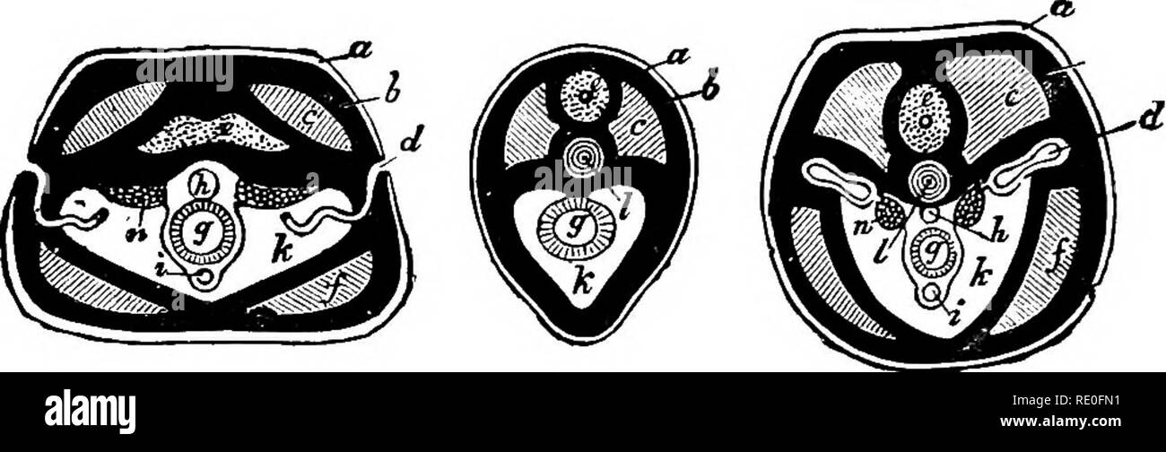 . Zoology for high schools and colleges. Zoology. 206 ZOOLOGY. The student, in familiarizing himself with the structure and mode of growth of the leech, the common earth-worm. Fig. 142.—Transverse section of a worm, of AmpMoxas^ and a higlier vertebrate contrasted, a, skin ; ^, dermal connective layer; c, mnscles; d, segmental organ ; A, arterial, and i, venous blood-vessel; g, intestine; I, notocbord.—After Haeckel. and the Nereis, will obtain a good idea of the essential char- acteristics of the entire class. Order 1. Hirudinea.—In the leech (Fig. 143), Hirudo medicinalis Linn., the type of  Stock Photo