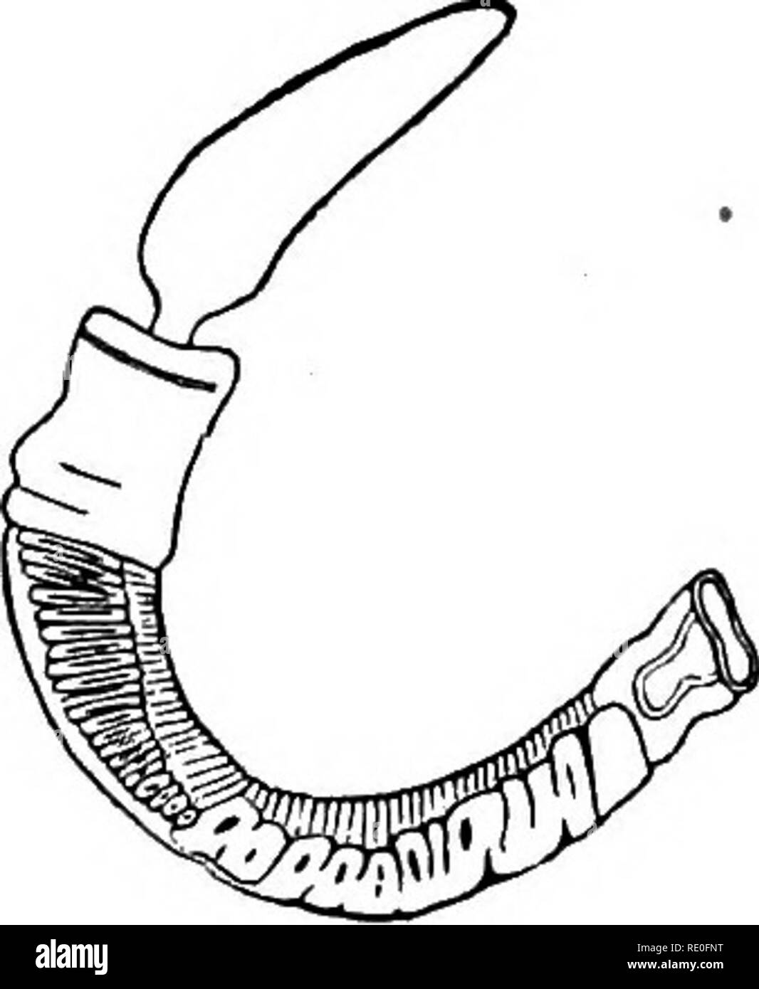 . Zoology for high schools and colleges. Zoology. 300 ZOOLOGY. which is digestive, and leads directly to the intestine behind. This pharyngeal respiratory portion of the digestive canal has on each side, in each segment, a dorsal sac, the two commu- nicating along the median line of the body. The dorsal re- spiratory sacs bear in their walls a delicate chitinous gill- support or arch. Between the gill-arches, forming numerous lamellae, are a series of slits, leading on each side to open- ings (spiracula) situated dorsally. The water passes through the mouth into each gill-sac, and out by the s Stock Photo