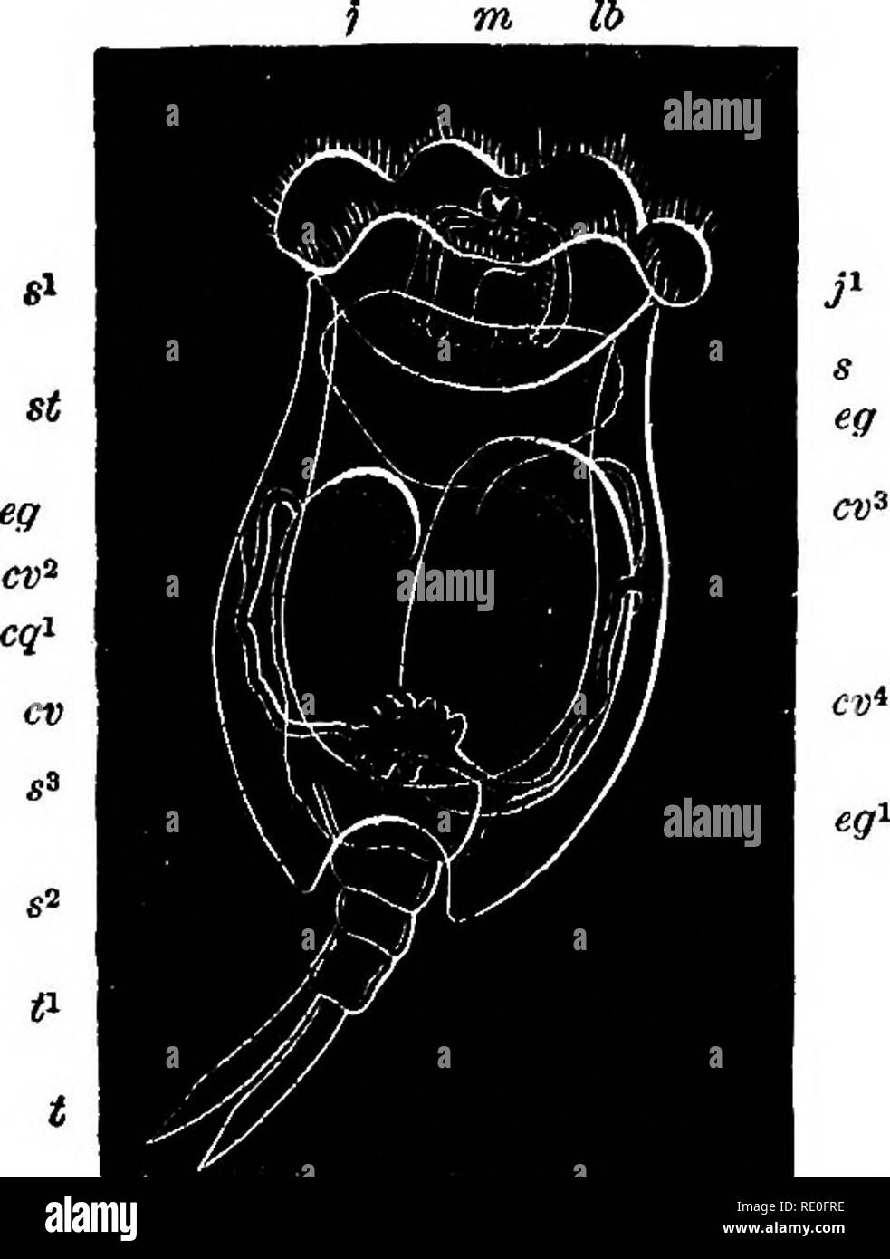 . Zoology for high schools and colleges. Zoology. 17f5 ZOOLOG r. Class III.—Rotatoria {Rotifers), General Characters of Rotifers.—The Eotifers, or wheel- animalcules, are abundant in standing water, in damp moss, etc., and in the oc(;an, and are so transparent that their in- ternal anatomy can be studied without dissection, while they are so minute, being from one fortieth to three hundredths of an inch in length (| to f mm.), that high powers of the microscope are needed in. studying them. They are of special interest from the fact that after being dried for months to such a degree that littl Stock Photo