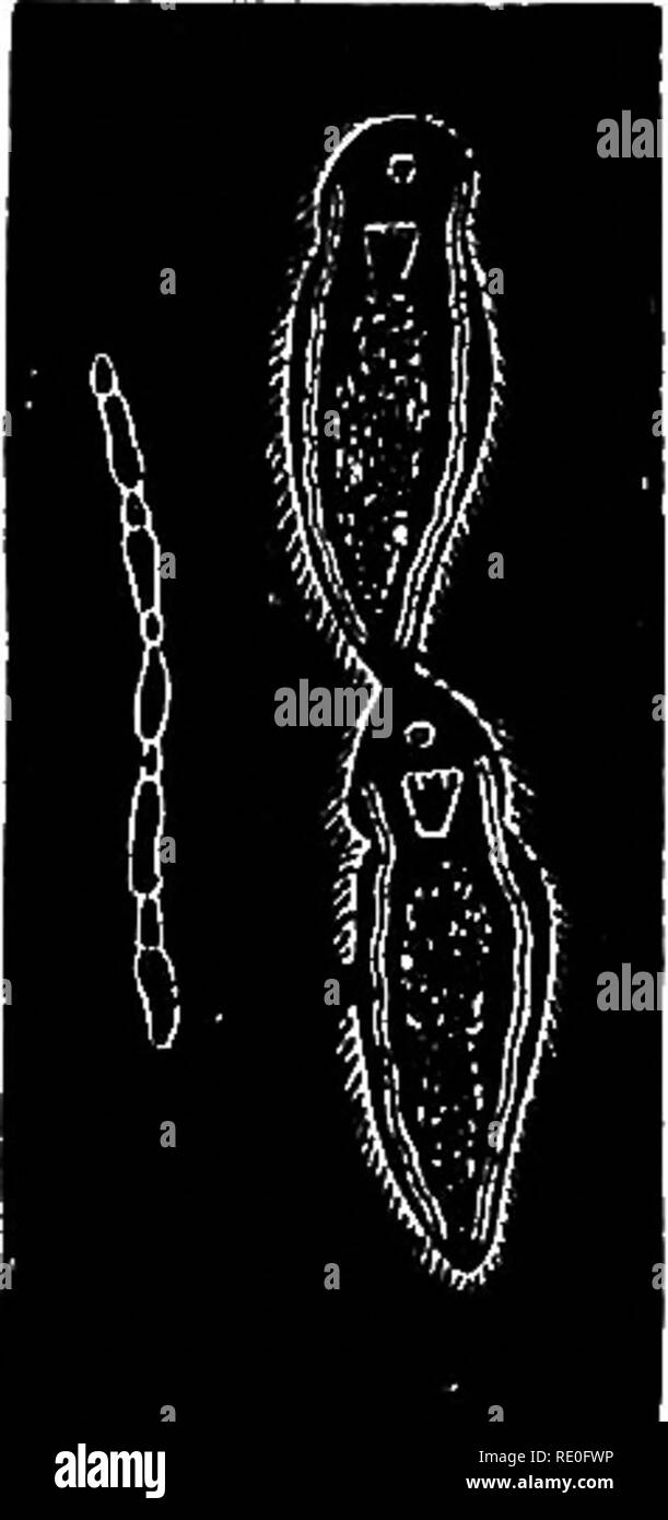 . Zoology for high schools and colleges. Zoology. 144 ZOOLOGY. Tlie Turbellaria are hermaphroditic, the ovaries and testes with the accessory apparatus (Fig. 95) being present in the same individual; but in many forms the sexes are distinct. Little is known of the development of the flat-worms. In a common marine Planarian, Styloclius elliptica (Girard), which is about two centimetres long, and lives under stones between tide-marks, north of Cape Cod, the eggs are depos- ited in May and June, in a thin, viscid band, on stones and sea-weeds. The eggs undergo total segmentation in four or five d Stock Photo