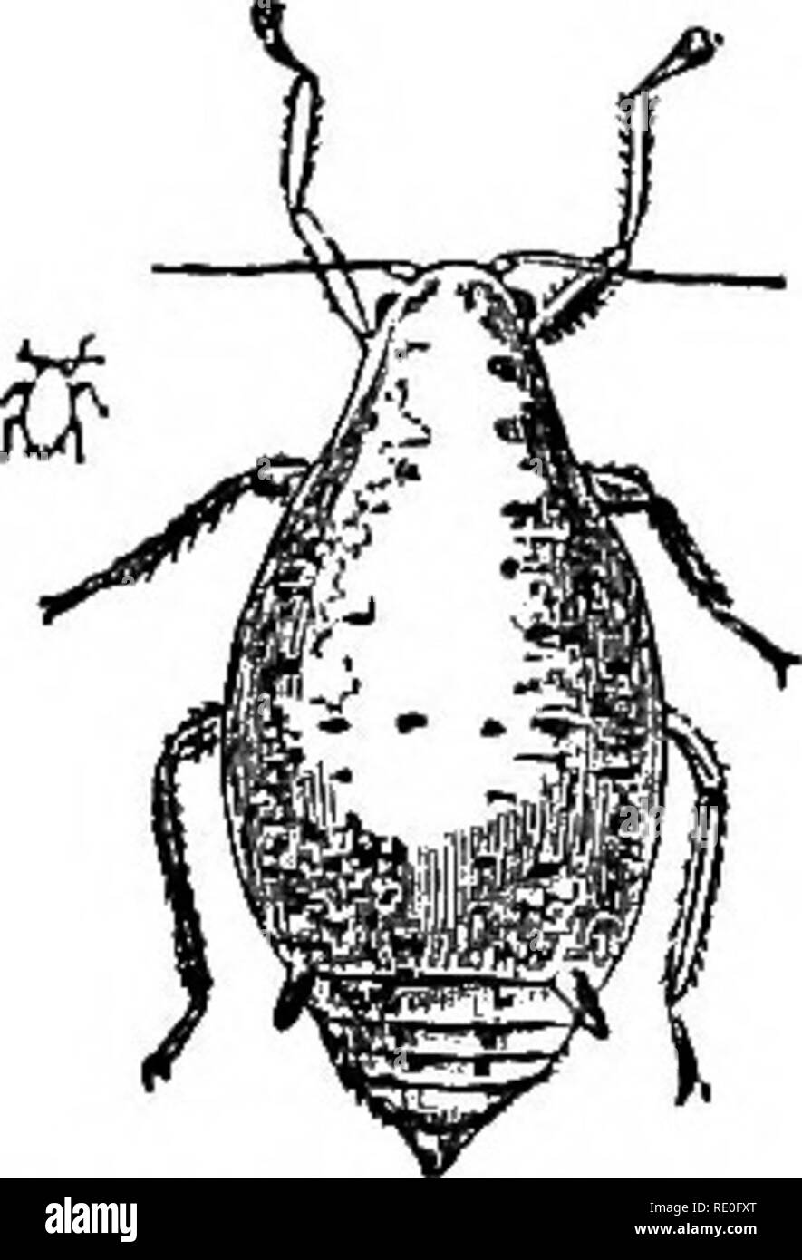 Text-book of zoology for schools and colleges. Zoology. 154 INVERTEBRATE  ANIMALS. tails " (Podni/rci), which are commonly found under stones or  in cellars and such like situations. They are distinguished by