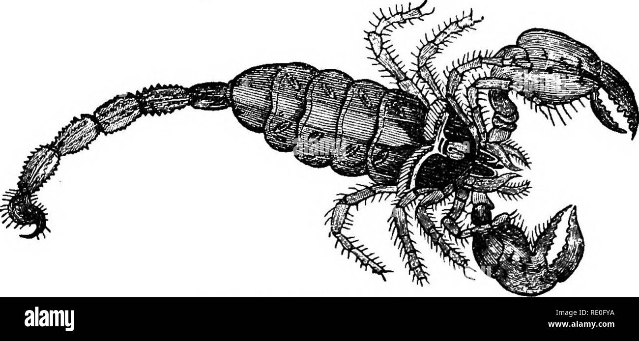 . Text-book of zoology for schools and colleges. Zoology. 142 INVERTEBRATE ANIMALS. the true scorpions the end of the abdomen (Fig. 58) is com- posed of a hooked telson, which is perforated for the duct of a poison-gland, situated at its base. It is by means of this that the scorpions sting; and the poisonous fluid which they secrete. Fig. 58.—Scorpion (reduced). is sufficiently powerful to render their wounds troublesome and painful, if not positively dangerous. The mandibles in the scorpions, as already said, are developed into pincers, and the so-called &quot; maxillary palpi&quot; constitu Stock Photo