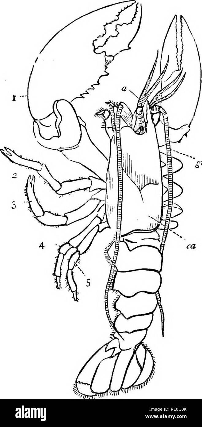 Text-book of zoology for schools and colleges. Zoology. 130 INVERTEBRATE ANIMALS. vided with a complicated series of masticatory organs. It is unnecessary to describe these minutely, but it should be noticed Text-book of zoology for schools and colleges. Zoology. 130 INVERTEBRATE ANIMALS. vided with a complicated series of masticatory organs. It is unnecessary to describe these minutely, but it should be noticed