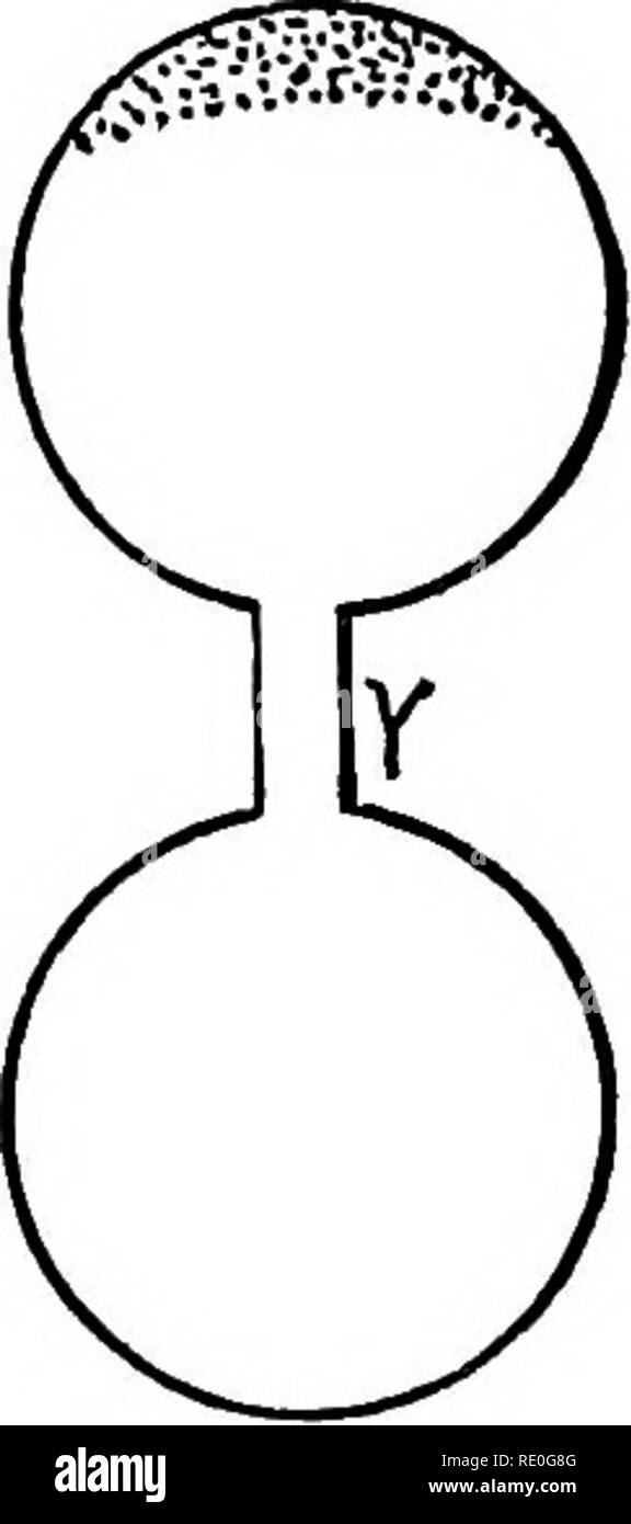 Experimental morphology. Protoplasm; Growth. Distilled water. Fig. 11. — A drop of sea water connected with a drop of distilled water (in lower part of diagrams). The marine bacteria of the