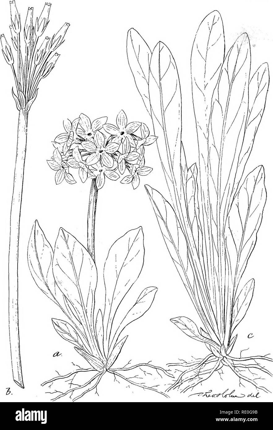 . The fur seals and fur-seal islands of the North Pacific ocean. Sealing; Seals (Animals). Plate XCIII.. PRIMULA MACOUNII Greene, Natural size, .1, Flowering specimen. 6, Fruit. Drawn by Tlieo. Holm. c, Vegetative shoot.. Please note that these images are extracted from scanned page images that may have been digitally enhanced for readability - coloration and appearance of these illustrations may not perfectly resemble the original work.. United States. Dept. of the Treasury. Commission on Fur-Seal Investigations; Jordan, David Starr, 1851-1931; Stejneger, Leonhard, 1851-1943; Lucas, Frederic  Stock Photo