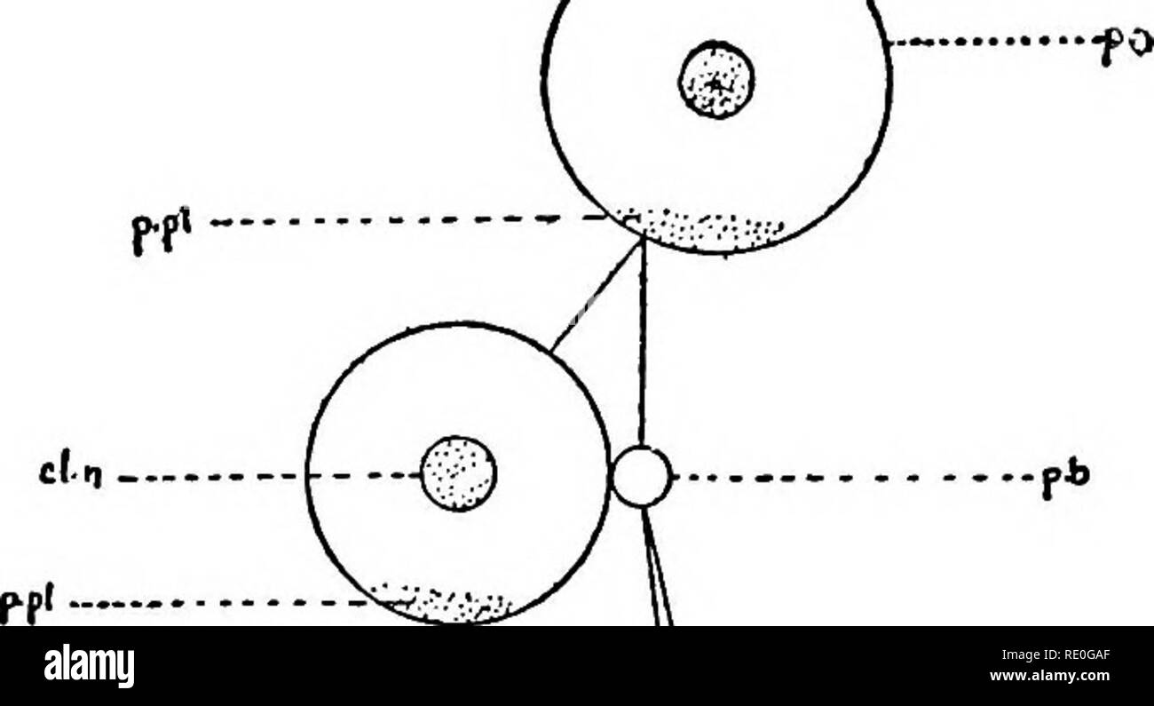 The Germ Cell Cycle In Animals Cells If E A C Fb Ite R R A A Re Pjc I A C A A A A C I O E Inr P3 Lt O I