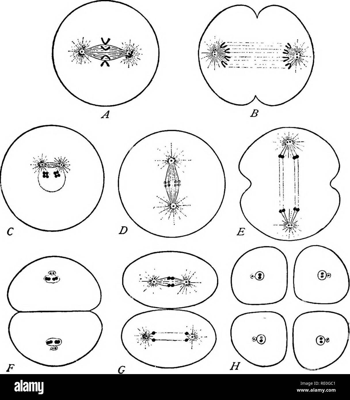 The germ-cell cycle in animals . Cells. ACCOUNT OF THE GERM-CEXL CYCLE 45.  FiQ. 10. — Diagrams showing the essential facts of reduction in the male.  The somatic number of chromosomes