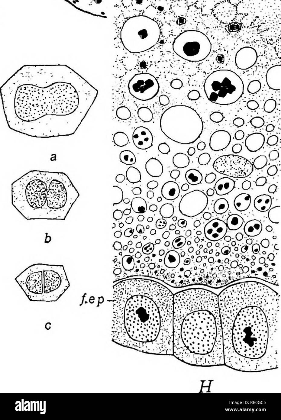 . The germ-cell cycle in animals . Cells. v&gt; N.J. --i -Vi.',&gt;*i i'â â â â â â :â â : â Â«â. Fig. 8.âLeptinotarsa decemlineata. AâH, Stages in the growth of the oocyte from positions indicated in Fig. 7. a-c = amitotic nuclear division of nurse cells, ch = chorion; f.ep = follicular epithelium.. Please note that these images are extracted from scanned page images that may have been digitally enhanced for readability - coloration and appearance of these illustrations may not perfectly resemble the original work.. Hegner, Robert William, 1880-1942. New York : The Macmillan Company Stock Photo