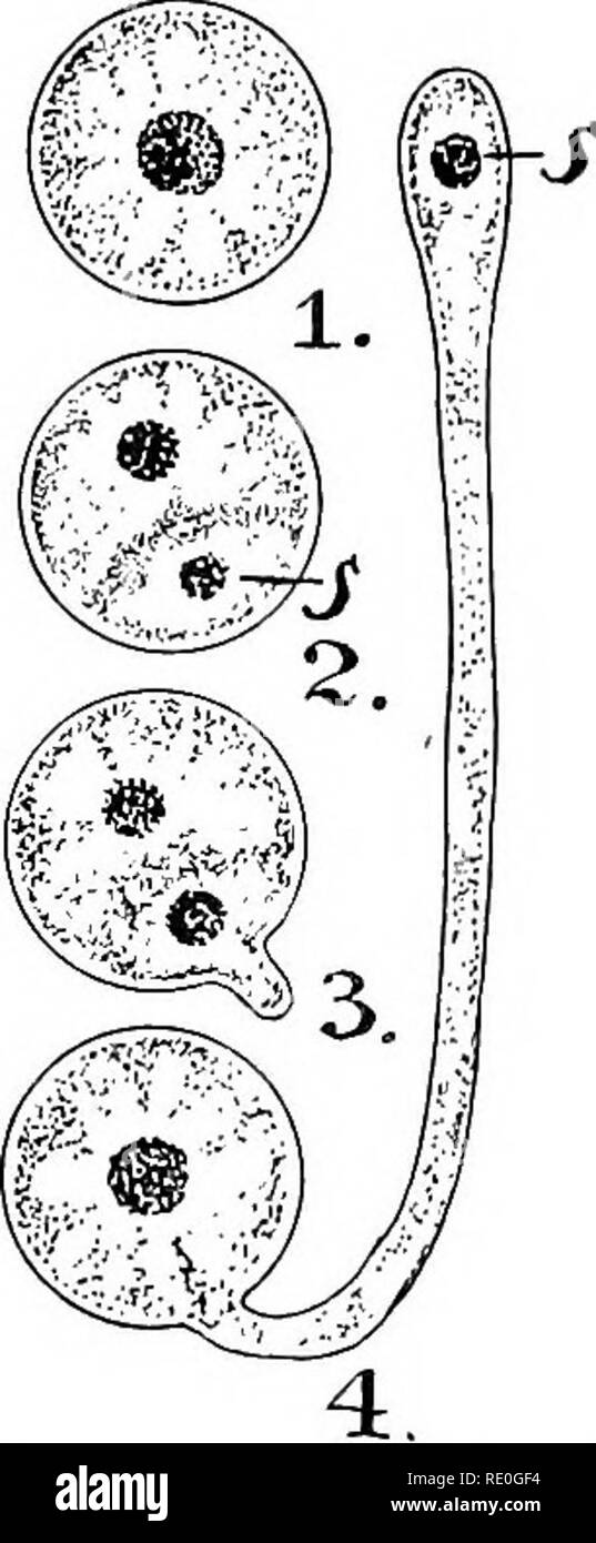 fertilization of egg cells by pollen from the same plant