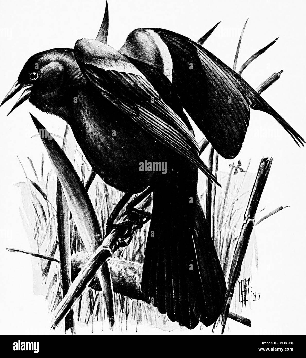 . Birdcraft : a field book of two hundred song, game, and water birds . Birds. PLATE 36.. RED-WINGED BLACKBIRD.. Please note that these images are extracted from scanned page images that may have been digitally enhanced for readability - coloration and appearance of these illustrations may not perfectly resemble the original work.. Wright, Mabel Osgood, 1859-1934; Fuertes, Louis Agassiz, 1874-1927. New York : Macmillan Stock Photo