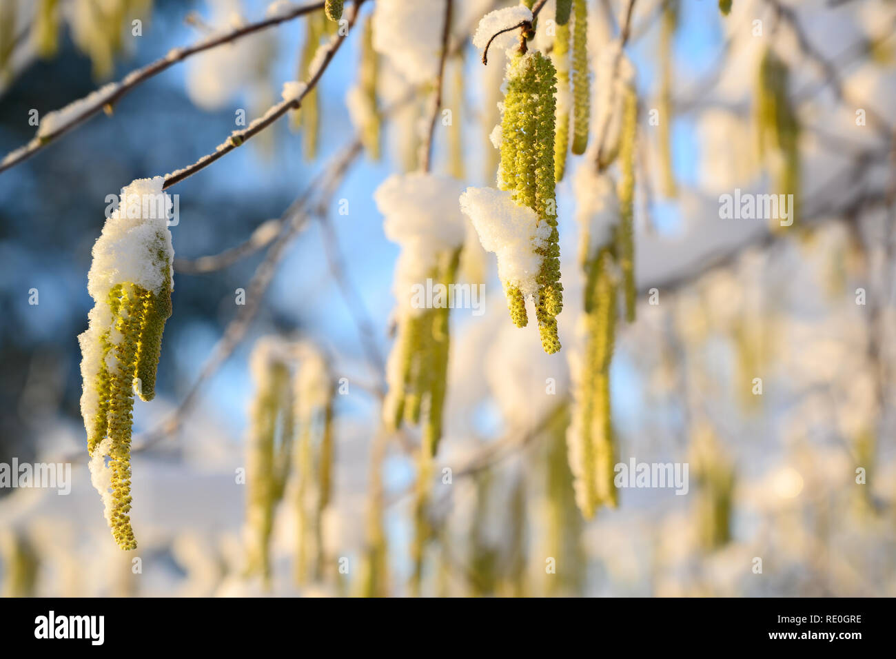 hazel catkins (Corylus avellana) with snow on a sunny winter day, blue sky in the background, copy space, selected focus, narrow depth of field Stock Photo
