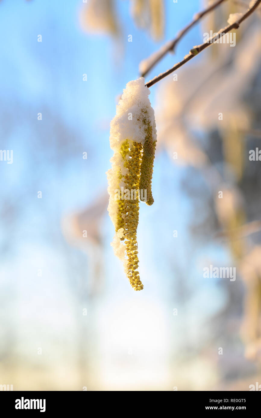 hazel catkins (Corylus avellana) with snow on a sunny winter day, blue sky with copy space, selected focus, narrow depth of field Stock Photo