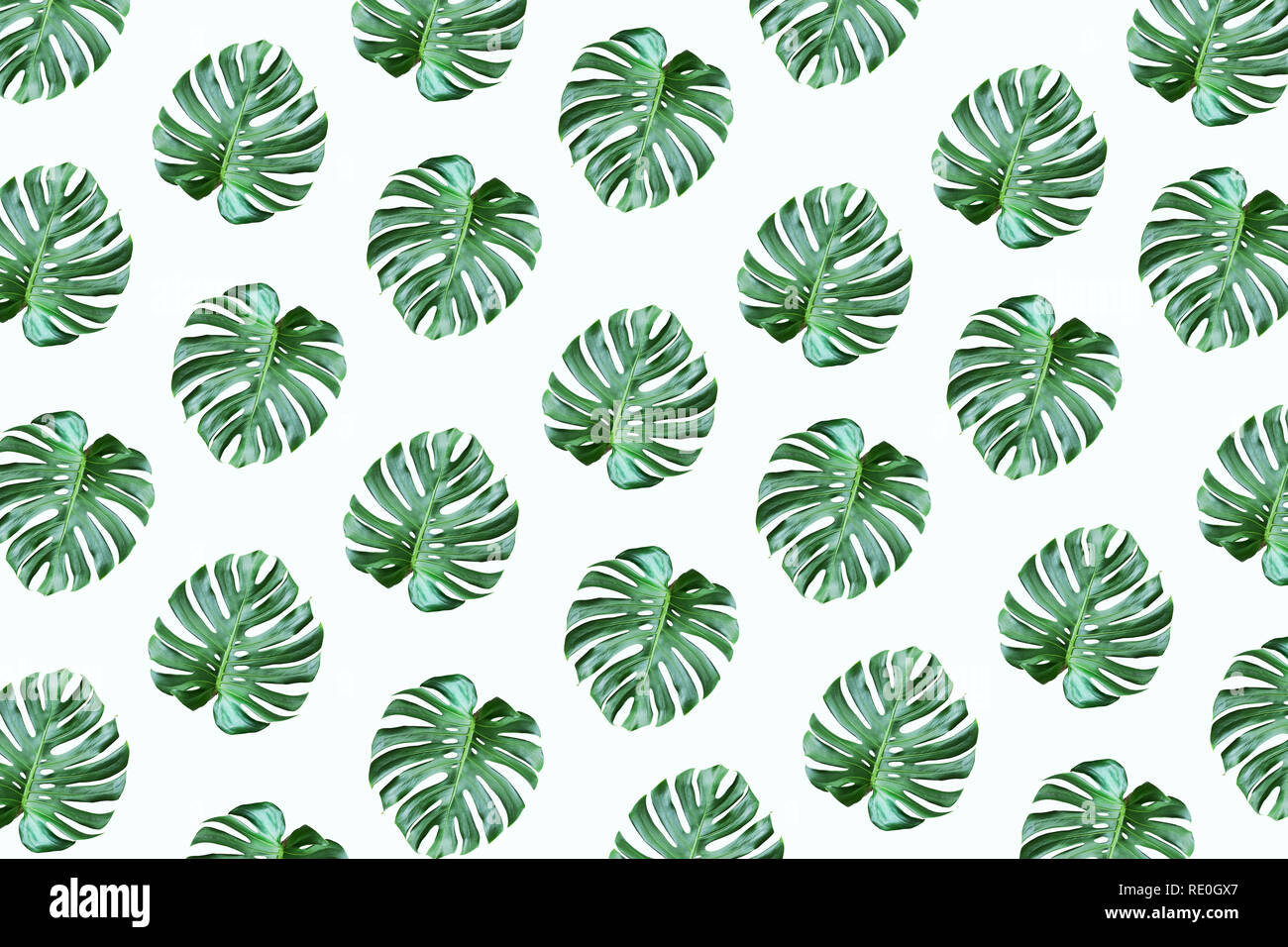 Real Tropical Monstera Leaves Pattern Design On White Color Background Nature And Holiday Summer Concepts Floral Elements Stock Photo Alamy