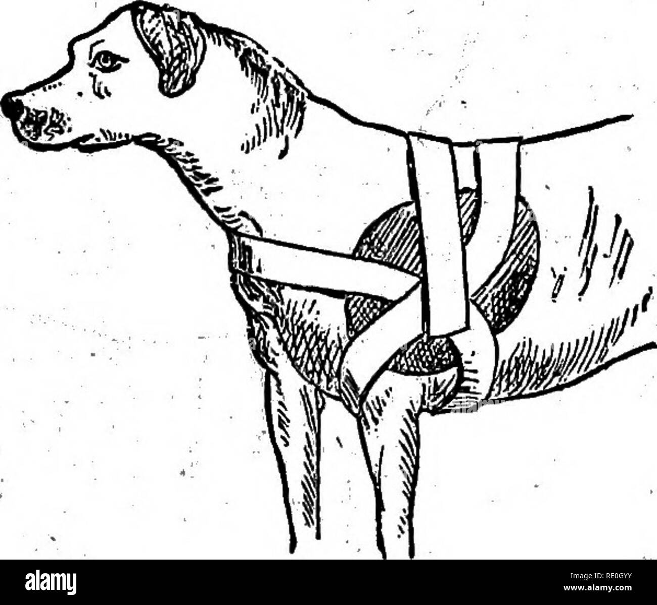 Scapula dog hires stock photography and images Alamy