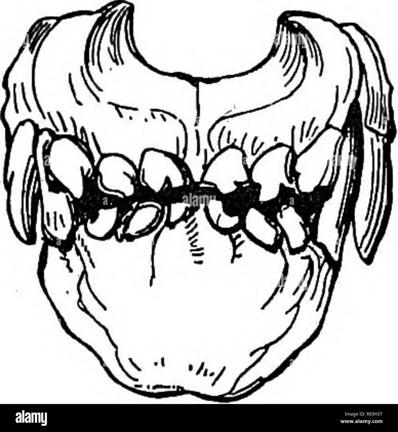 The management and diseases of the dog. Dogs. CHAPTER III