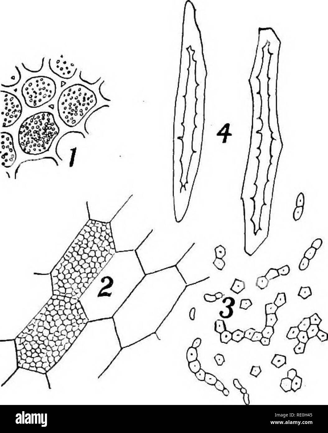 Bacteriological methods Cut Out Stock Images & Pictures Alamy