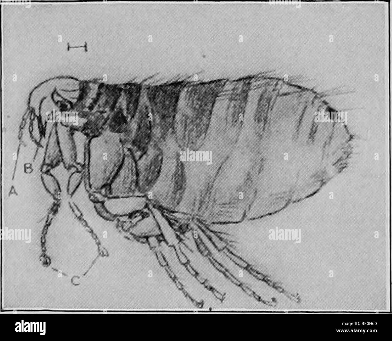 . Diseases of poultry; their etiology, diagnosis, treatment, and prevention. Poultry. External Parasites 231 The fleas are provided with very sharp piercing mouths. They are what are termed 'partial parasites'—parasites that only go to their hosts to feed. The fleas are not noticed on the birds because they generally attack them at night; then, howe^-er, they do much harm, causing constant irri- tation and loss of blood, and depriving them of rest. &quot; Life-history of Hen Flea. — The^ female flea lays her eggs (nits) chiefly in the nests amongst dust and dirt and in the crevices of the wall Stock Photo