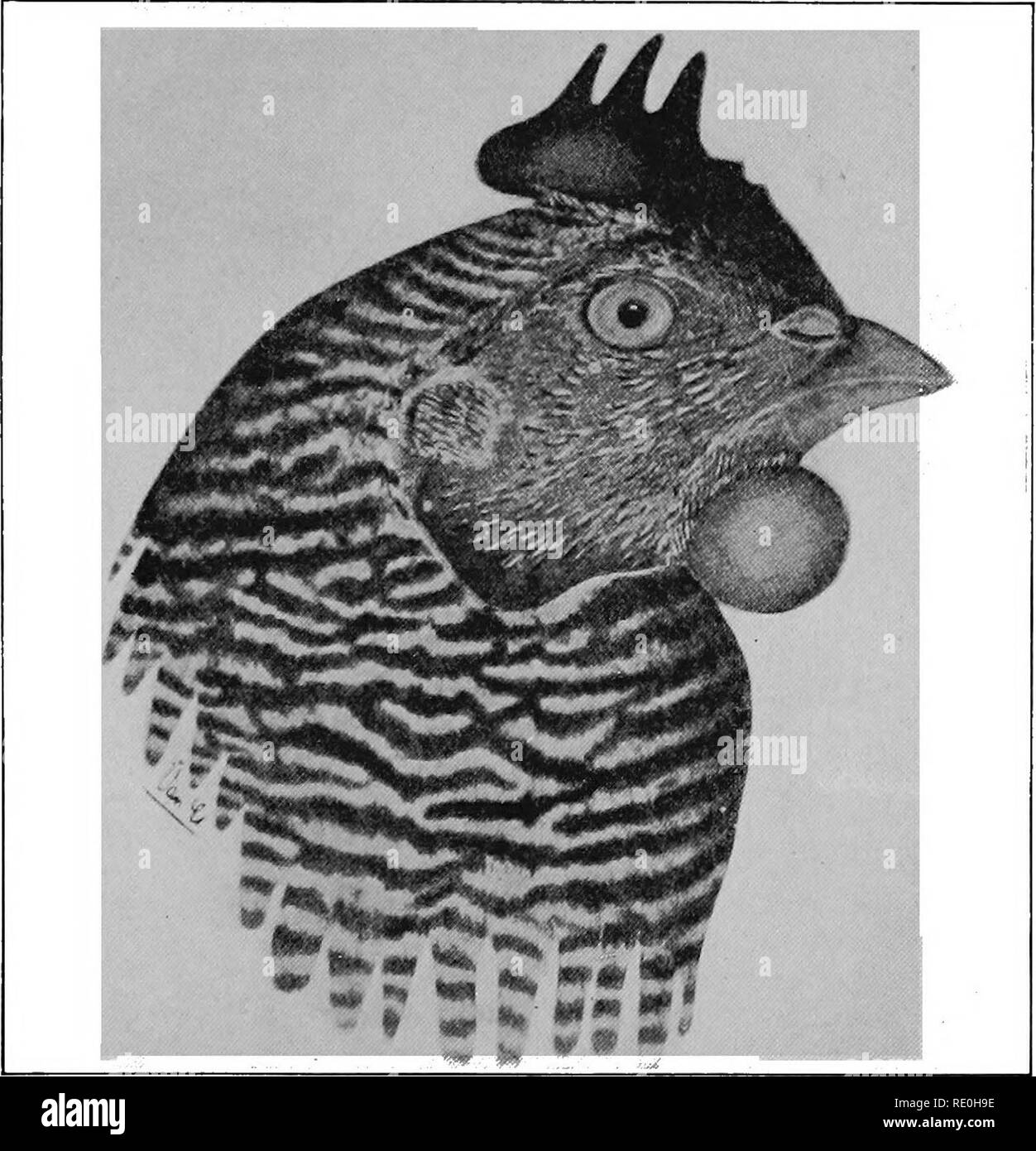 . Diseases of poultry; their etiology, diagnosis, treatment, and prevention. Poultry. Tuberculosu- 127 recorded 24, 48 and 72 hours after the injection. A positive reaction is indicated in a typical case liy a large swelHng. Fig. 18. â Head of chicken showing positive tuberculin reaction of comb , and right wattle. (After Van Es and Schalk.) about the point of injection. In the wattle this organ often becomes two to three times its original thickness. Agglutination and complement fixation tests have also been used to diagnose this disease.^ The tests so far re- ' Himmelberger, L. G., loc. cit. Stock Photo