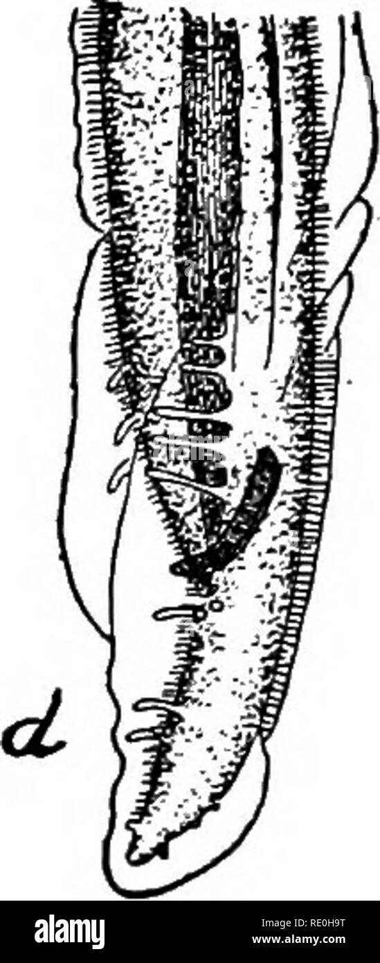 . Parasites and parasitosis of the domestic animals : the zoo?logy and control of the animal parasites and the pathogenesis and treatment of parasitic diseases . Domestic animals. Fig. 128.—Gongylonema scutata: a, anterior portion of body, dorsal view; b, posterior extremity of female; c, posterior ex- tremity of male, ventral view; d, same viewed obliquely from left side,—all enlarged (after Ransom, from Neumann, Bull. No. 127, Bureau An. Ind., U. S. Dept. Agr.). of sheep and cattle slaughtered in the abattoirs of this country and Europe. It has also been observed in the horse and in the mout Stock Photo
