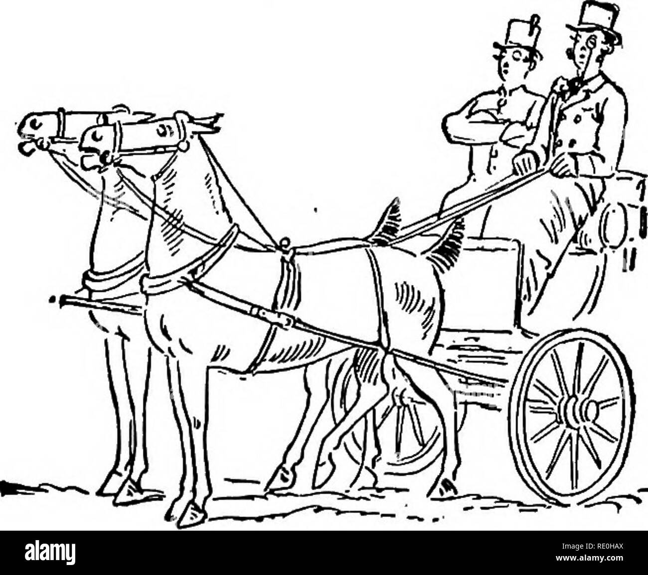 . American horses and horse breeding. A complete history of the horse from the remotest period