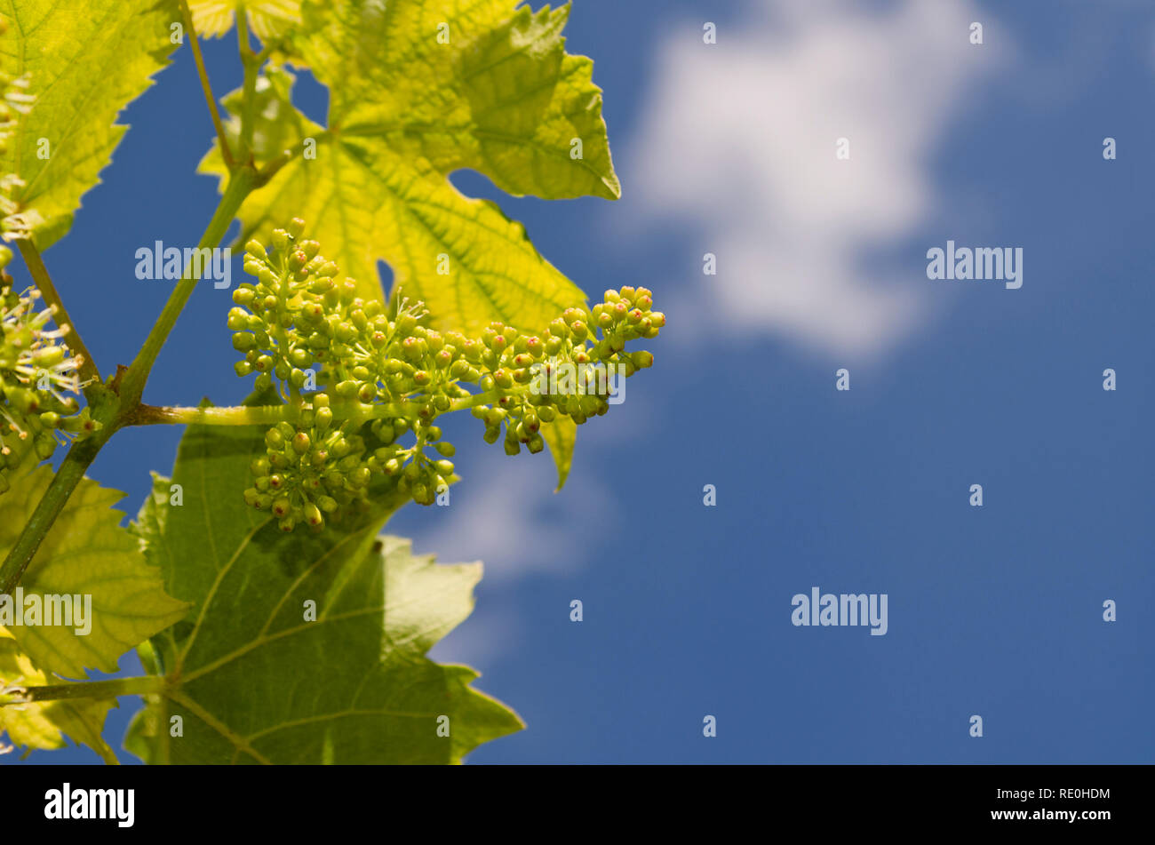 Grape cultivation hires stock photography and images Alamy