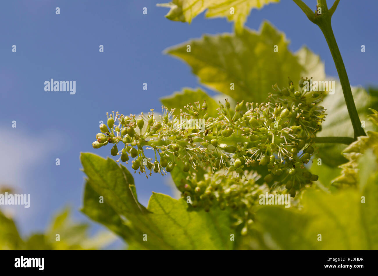 Growing bio grapes in the northern fields in the summer Stock Photo - Alamy