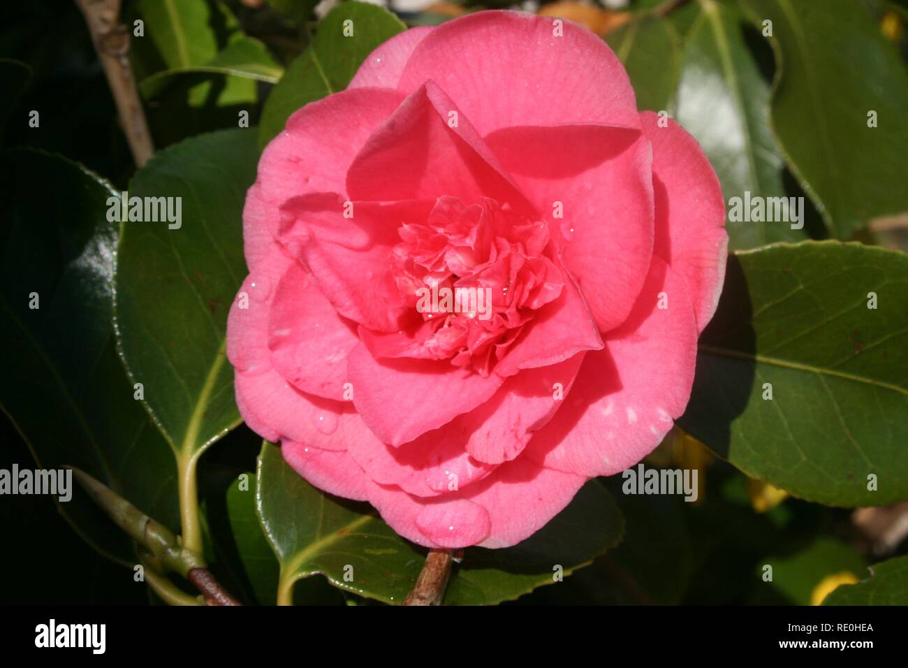 Camellia, Flower of Spring Stock Photo