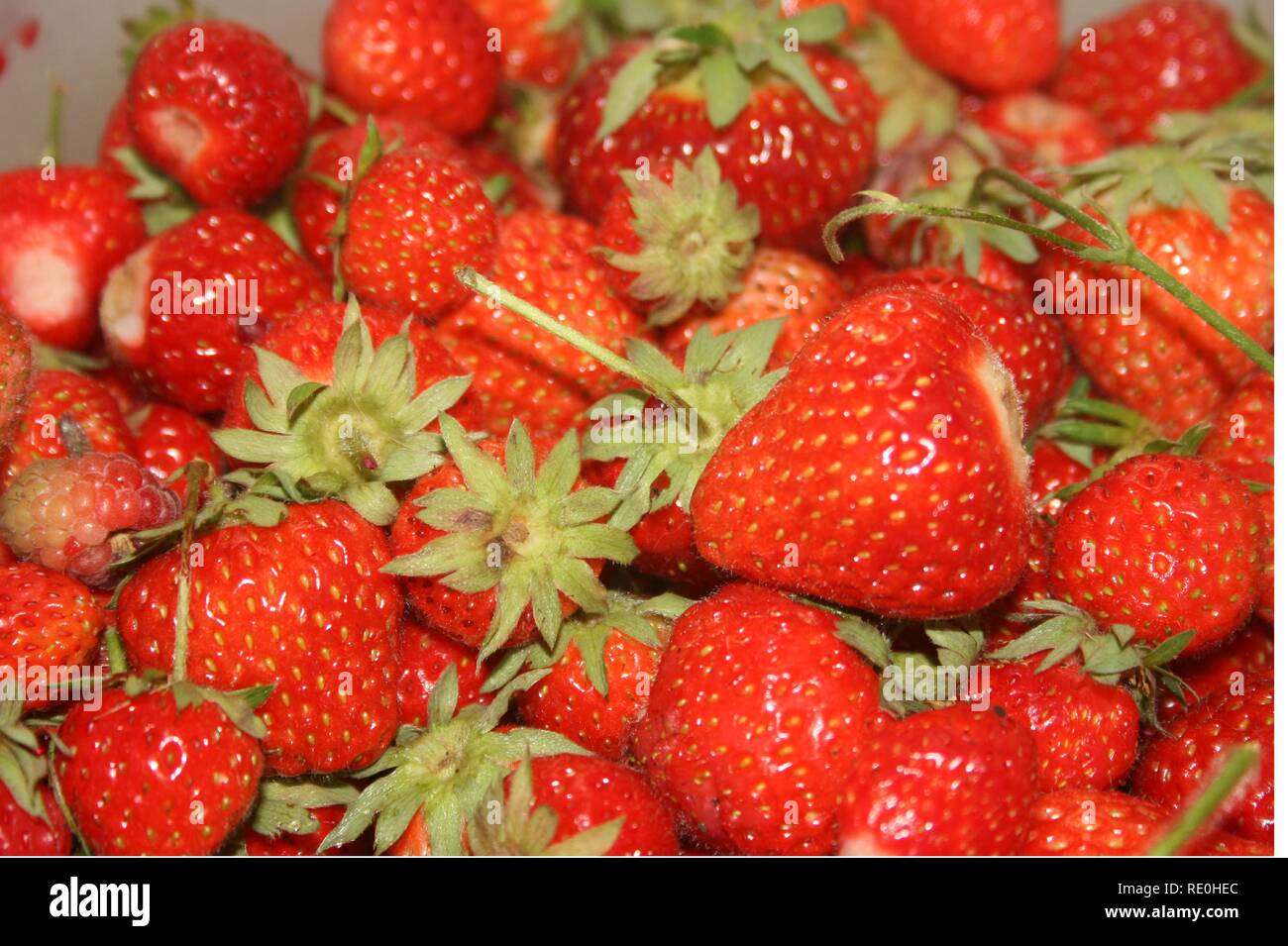 A Bowlful of Strawberries Stock Photo