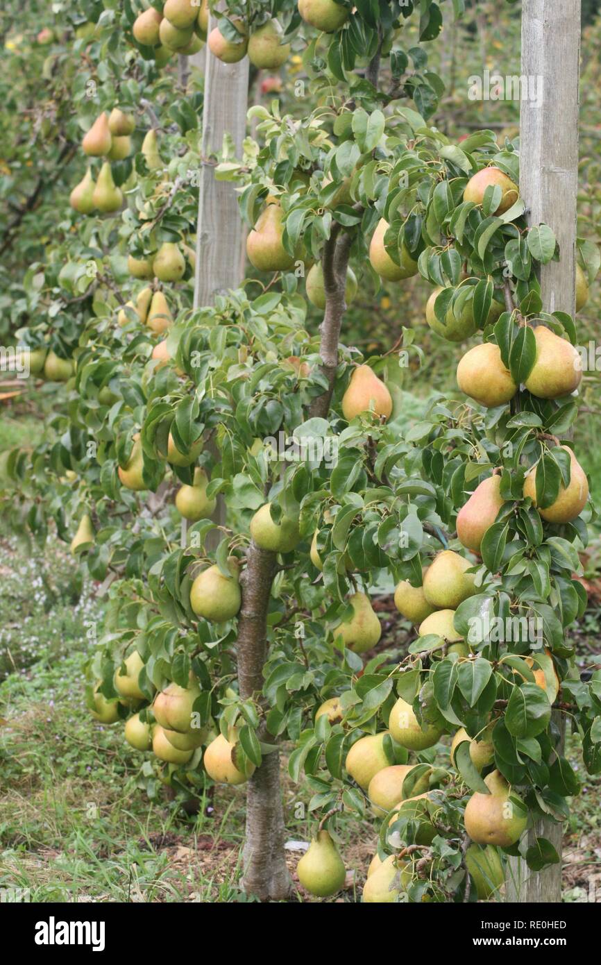 An Abundance of Pears Stock Photo