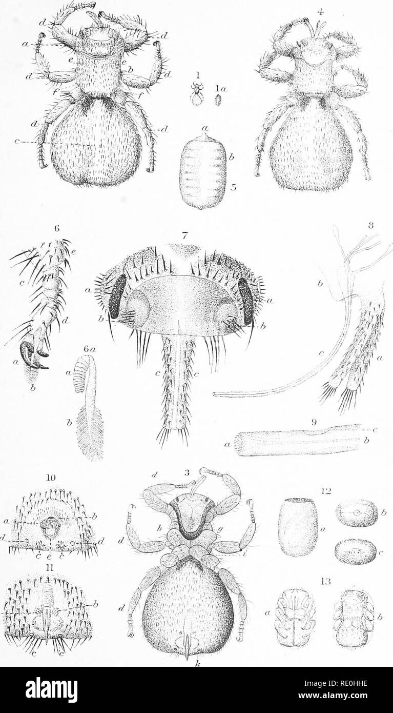 . The animal parasites of sheep . Sheep; 1890. PLSTE IV. '^^ â ^r ' V Haines, del. MELOPHAGUS OVINUS, (The Louse-fly.). Please note that these images are extracted from scanned page images that may have been digitally enhanced for readability - coloration and appearance of these illustrations may not perfectly resemble the original work.. Curtice, Cooper, 1856-; Rusk, J. M. sgn; United States. Bureau of Animal Industry; Cornell University. College of Veterinary Medicine. Flower-Sprecher Veterinary Library. fmo. Washington : Govt. Print. Off. Stock Photo