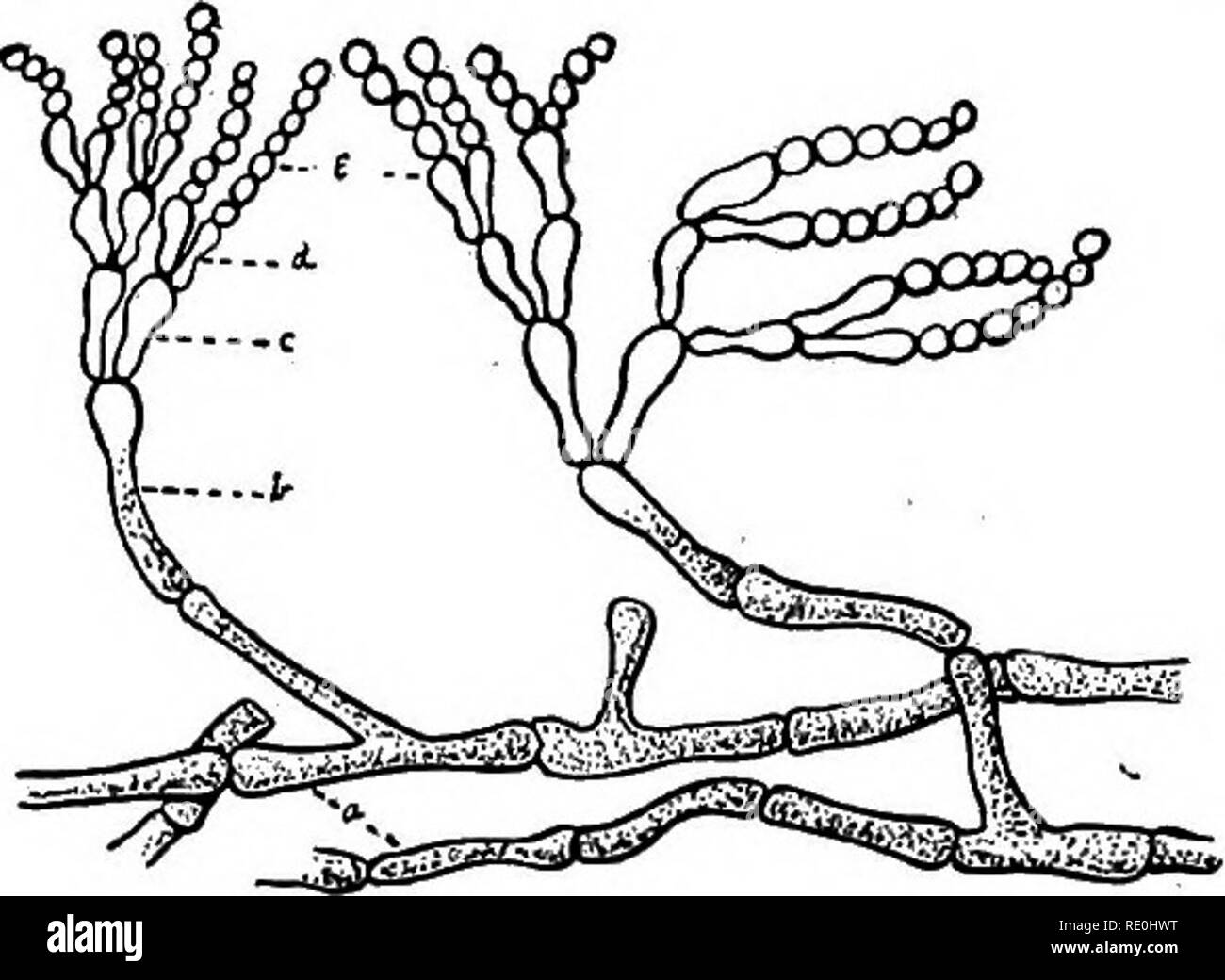 . A text-book upon the pathogenic Bacteria and Protozoa for students of medicine and physicians. Bacteriology; Pathogenic bacteria; Protozoa. Fig. 15.—Aspergillus glaucus: A, A portion of the mycelium m, with a con- idiaphore c, and a young perithrecium F, magnified 190 diameters; B and B', conidiaphore with conidia; B, individual sterigma greatly magnified; C, early stage of the development of the fructifying organ; D, young perithrecium in longitudinal section; w, the future wall of the contents; as, the screw, magnified 250 diameters; E, an aseus with spores from a perithrecium, magnified 6 Stock Photo