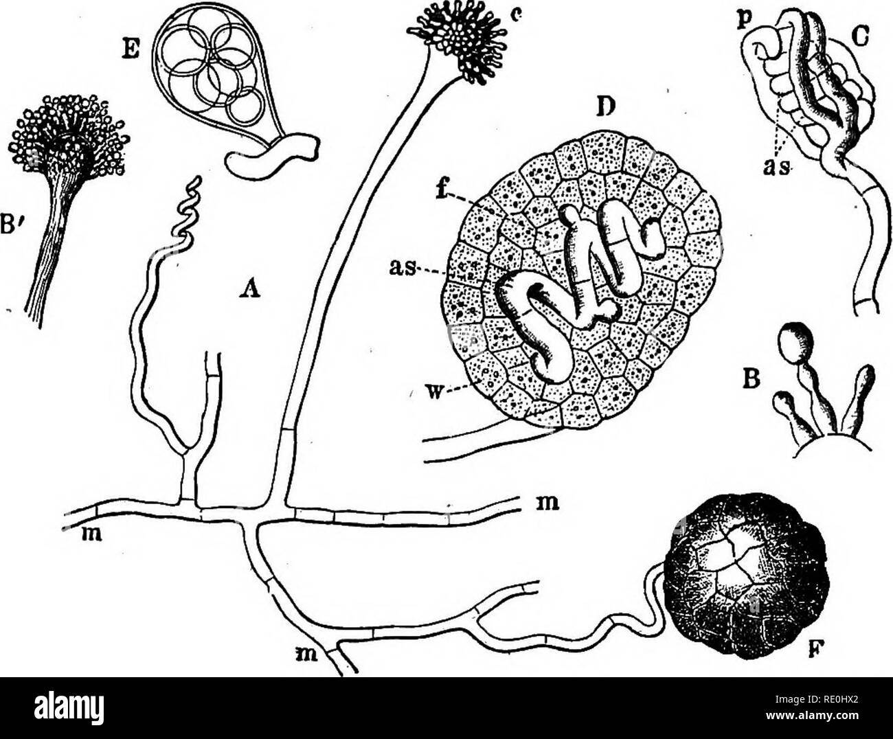 . A text-book upon the pathogenic Bacteria and Protozoa for students of medicine and physicians. Bacteriology; Pathogenic bacteria; Protozoa. 46 Structure and Classification of Micro-organisms are included in the group ot fungi imperfecti, and are characterized by a luxuriant tangled septate mycelium, with aerial fruit hyphs, ending in conidiophores, each of which divides into two or three sterigmata, the tip of which forms a chain of rounded spores. The. Fig. 15.—Aspergillus glaucus: A, A portion of the mycelium m, with a con- idiaphore c, and a young perithrecium F, magnified 190 diameters;  Stock Photo