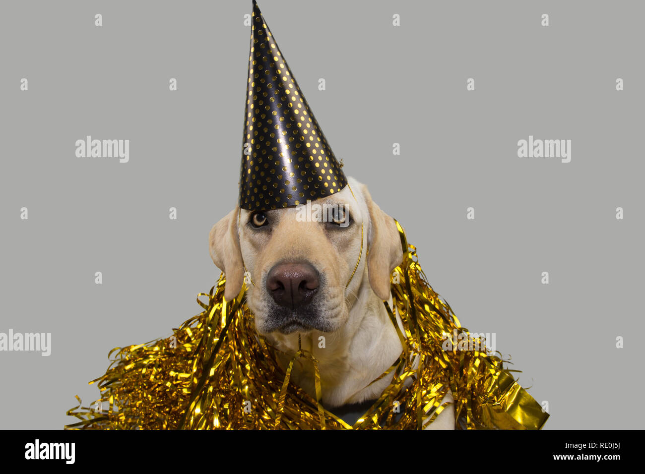 DOG NEW YEAR OR BIRTHDAY PARTY HAT. FUNNY LABRADOR LYING DOWN AGAINST GOLDEN SERPENTINES STREAMERS. ISOLATED STUDIO SHOT ON GRAY BACKGROUND. Stock Photo