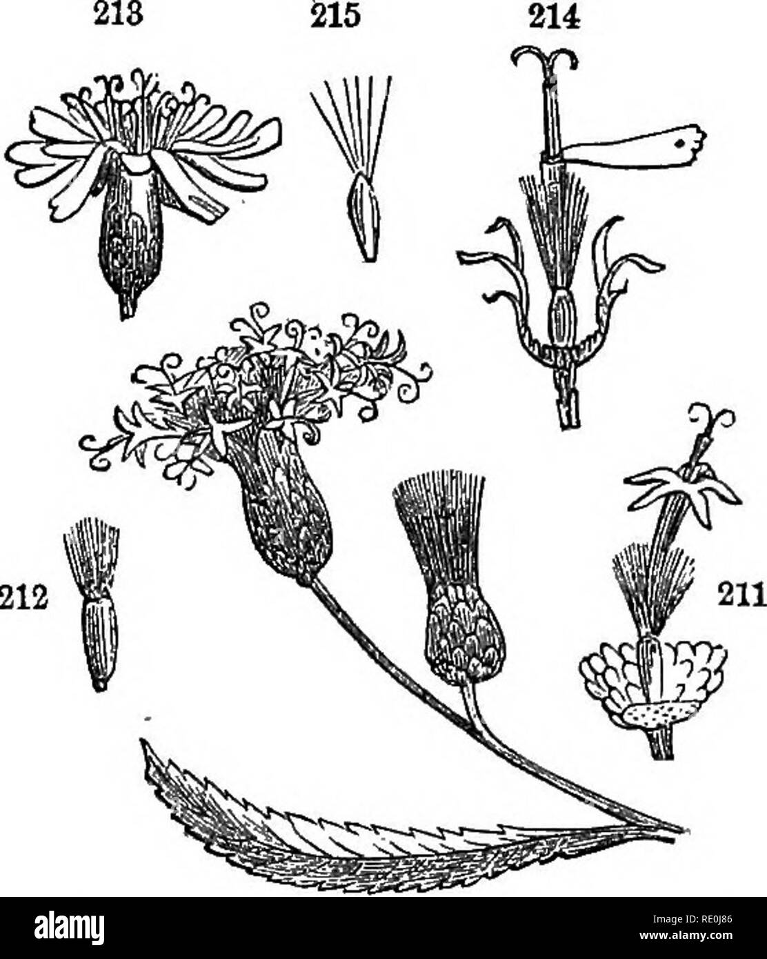 . Class-book of botany : being outlines of the structure, physiology and classification of plants : with a flora of the United States and Canada . Botany; Botany; Botany. INFLORSBCENCE. 73 themselves umbels, as in caraway and most of the Umbeliferse, a com- pound umbel is produced. Such secondary umbels are called umbellets and the primary pedicels, rays. ^ 352. The panicle is a compound inflorescence formed by the irregu- lar branching of the pedicels of the raceme, as in oats, spear-grass, Catalpa. X' 353. A THYKSE is a sort of compact, oblong, or pyramidal panicle, as in lilac, grape. 354.  Stock Photo