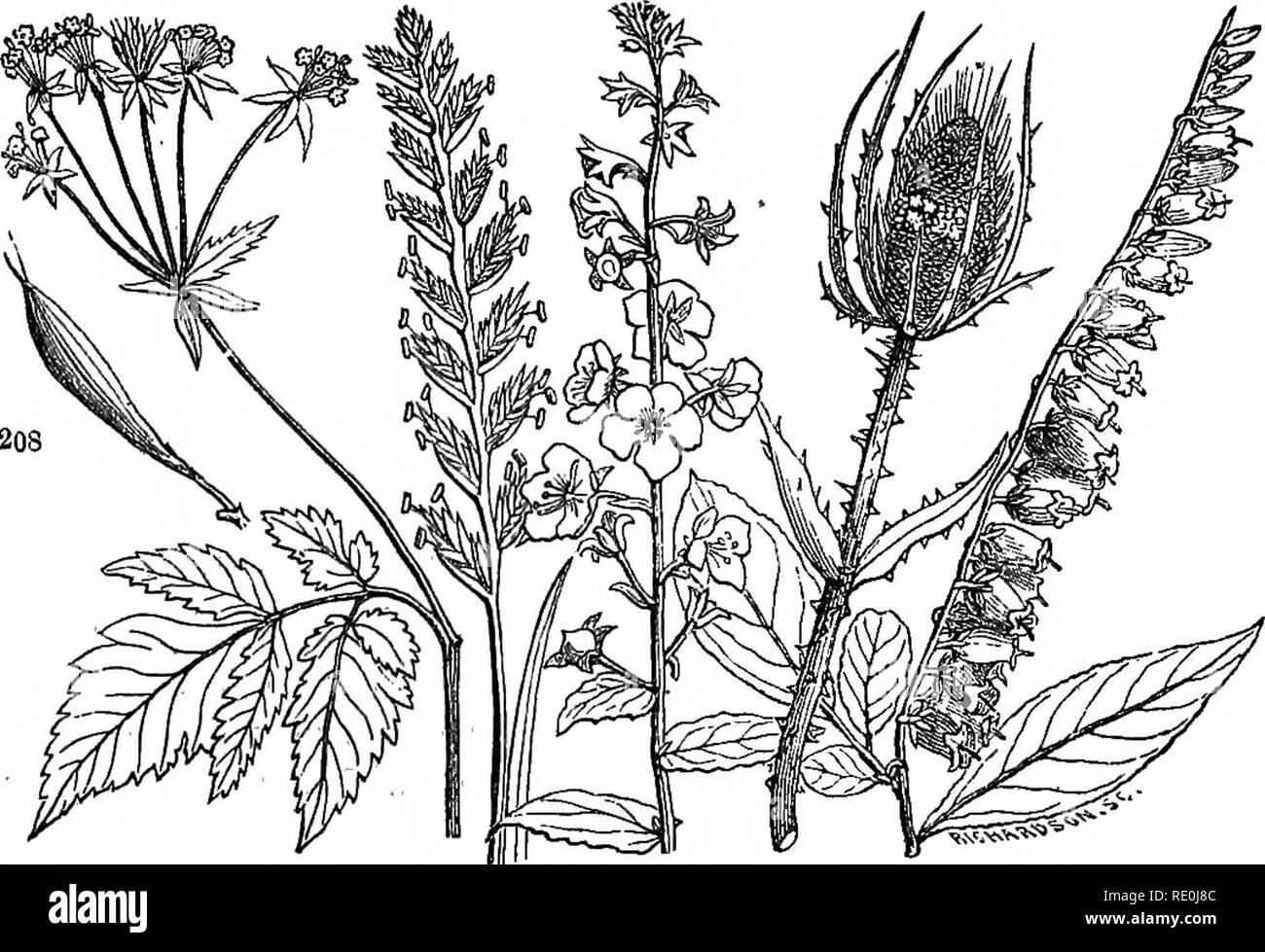 . Class-book of botany : being outlines of the structure, physiology and classification of plants : with a flora of the United States and Canada . Botany; Botany; Botany. 72 INFLORESCENCE. / 350. The corymb differs from tte raceme in having tte lower pedi- cels lengthened so as to elevate all the flowers to about the same level, as in the wild thorn.. 207 205 204 206 208 208, Andromeda raccmosa ; flowers in a secund raceme. 204, Verbascum Blattaria; raceme. 205, Lolium perenne ; a compound spike or a spike of spikelets. 206, Bipsacus sylvestris ; head with an involucre of leaves. 207,. Osmorhi Stock Photo