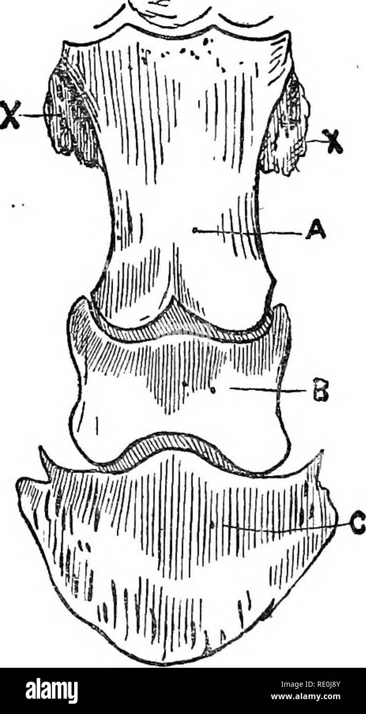 Navicular bone Black and White Stock Photos & Images Alamy