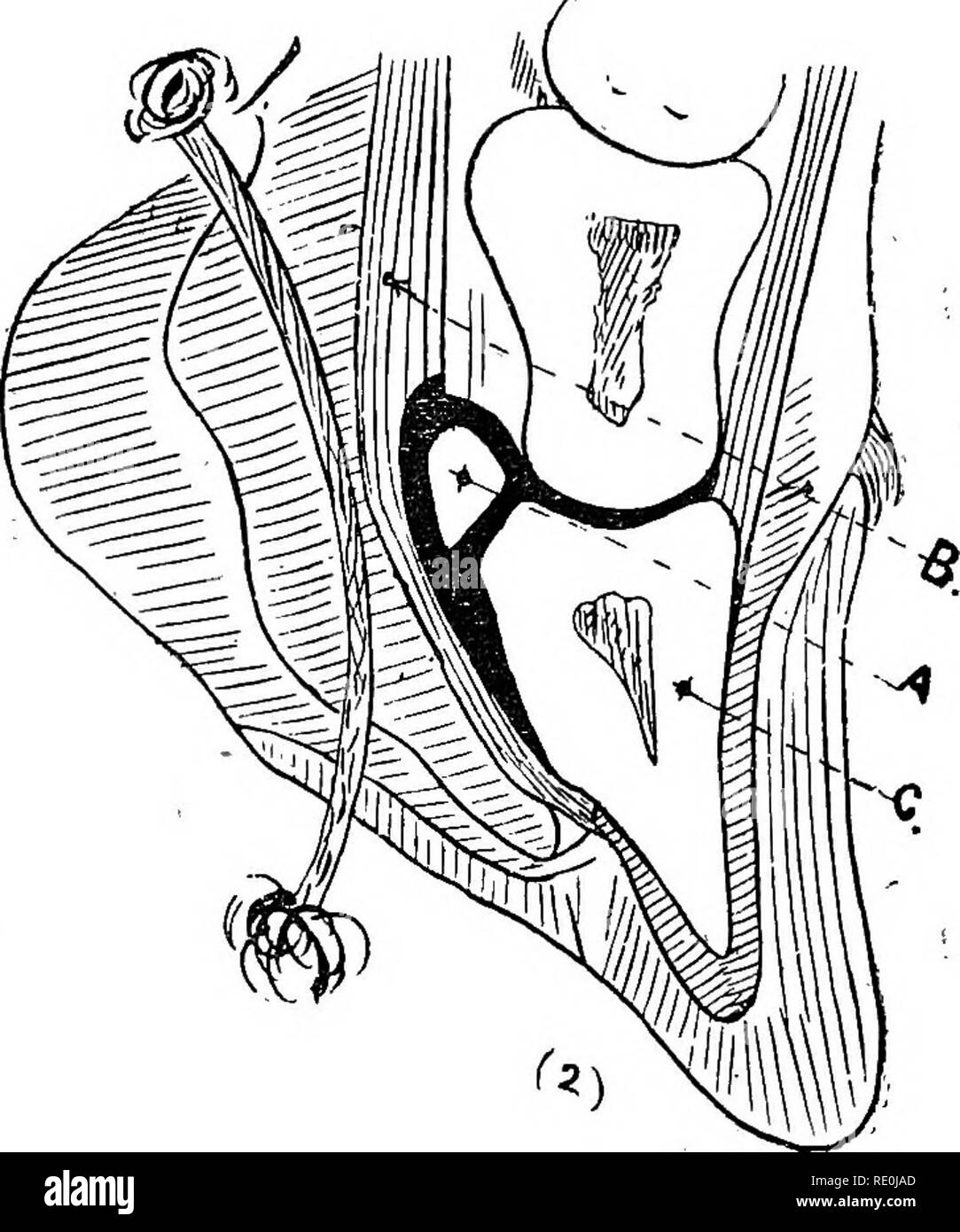 . Diseases &amp; disorders of the horse, a treatise on equine medicine and surgery, being a contribution to the science of comparative pathology. Horses. The accompanying picture is engraved from a photograph of the lower surface of a diseased navicular bone, one-eighth enlarged. It shows the caries of the bone. The picture below (Sewell) represents a section of the horse's foot, showing (A) the navicular bone, (B) the flexor tendon, and (C) the coffin bone. It will be noticed that the navicular bone forms a kind of pulley, round which the tendon works. We shall have occasion to refer to this  Stock Photo