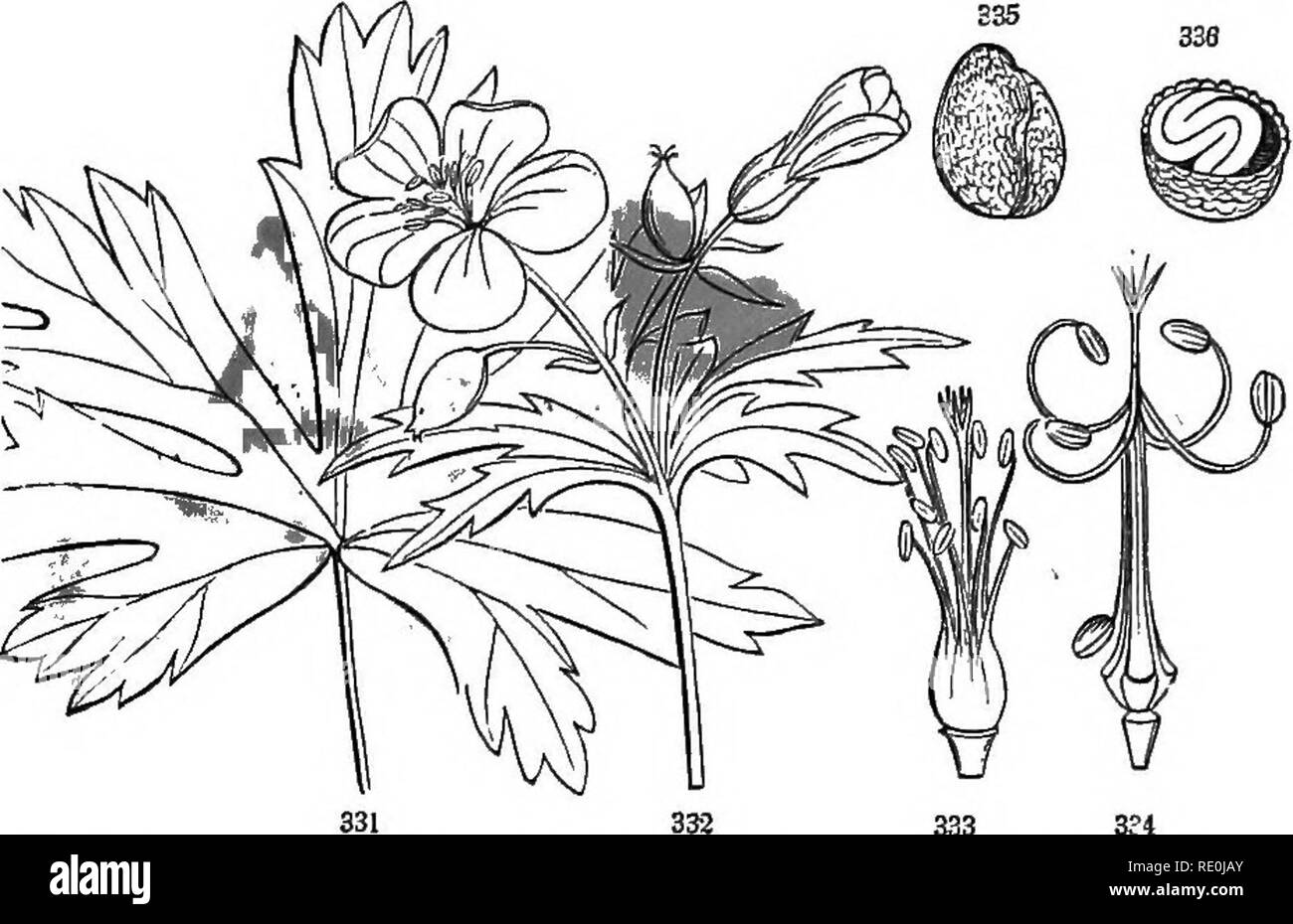 . Botany for young people and common schools : how plants grow : a simple introduction to structural botany : with a popular flora, or, an arrangement and description of common plants, both wild and cultivated . Botany; Botany. POPULAR FLORA. 135 1. Common Flax. Root annual; leaves lance-shaped; flower blue. Cultivated. L. vsitatissimum. 2, Virginia Flax. Root perennial; leaves oblong or lance-shaped; flowers very small, yellow. Dry l^rginianuvu woods. L. 22. WOOD-SOKBEL PAMILT. Order OXALIDACE^. *^, ^O/Z^U Small herbs with sour juice, compound leaves of three leaflets, and flowers nearly as i Stock Photo