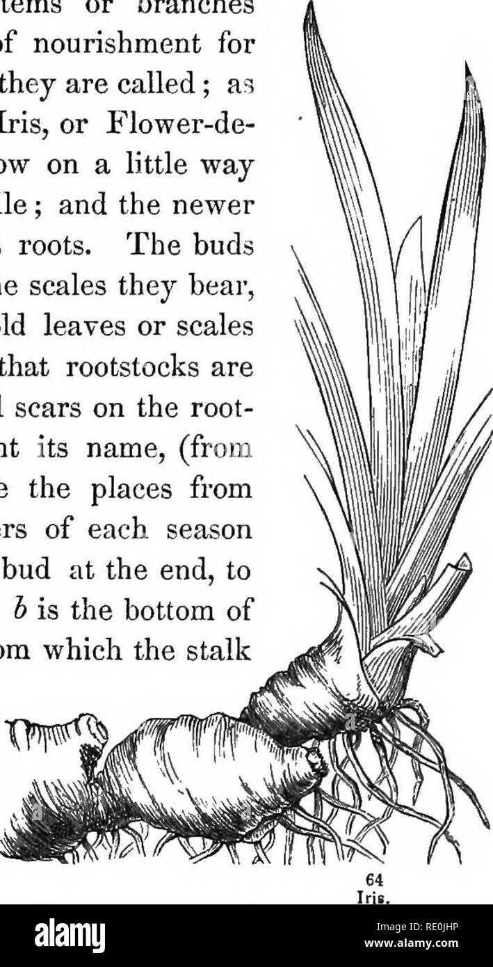 the way a plant looks is called its