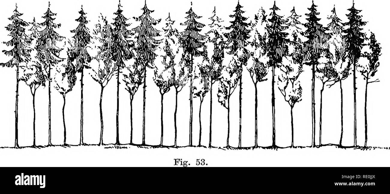 . Die Grundlagen der ra?umlichen Ordnung im Walde . Forest management; Forests and forestry; Forests and forestry. 1. Kapitel. Der Sturm. 209 Daraus geht auch die erforderliche bzw. wdrksamste Form der Mischung her- vor, es ist Einzelmischung oder trappweise Mischung. Einer solchen Festigimg bedarf insbesondere der gleichwiichsige P i c h t e n- b e s t a n d durch Beimischung der Tanne, Kiefer und B u c h e. Von der Beimiscbung der B u c h e im besonderen verspricht sich S t 6 t z e r (1. c. S. 58) keinen groBen Nutzen. Wenn wir uns auch dessen ungiinstigem Urteil iiber die Windstandigkeit de Stock Photo