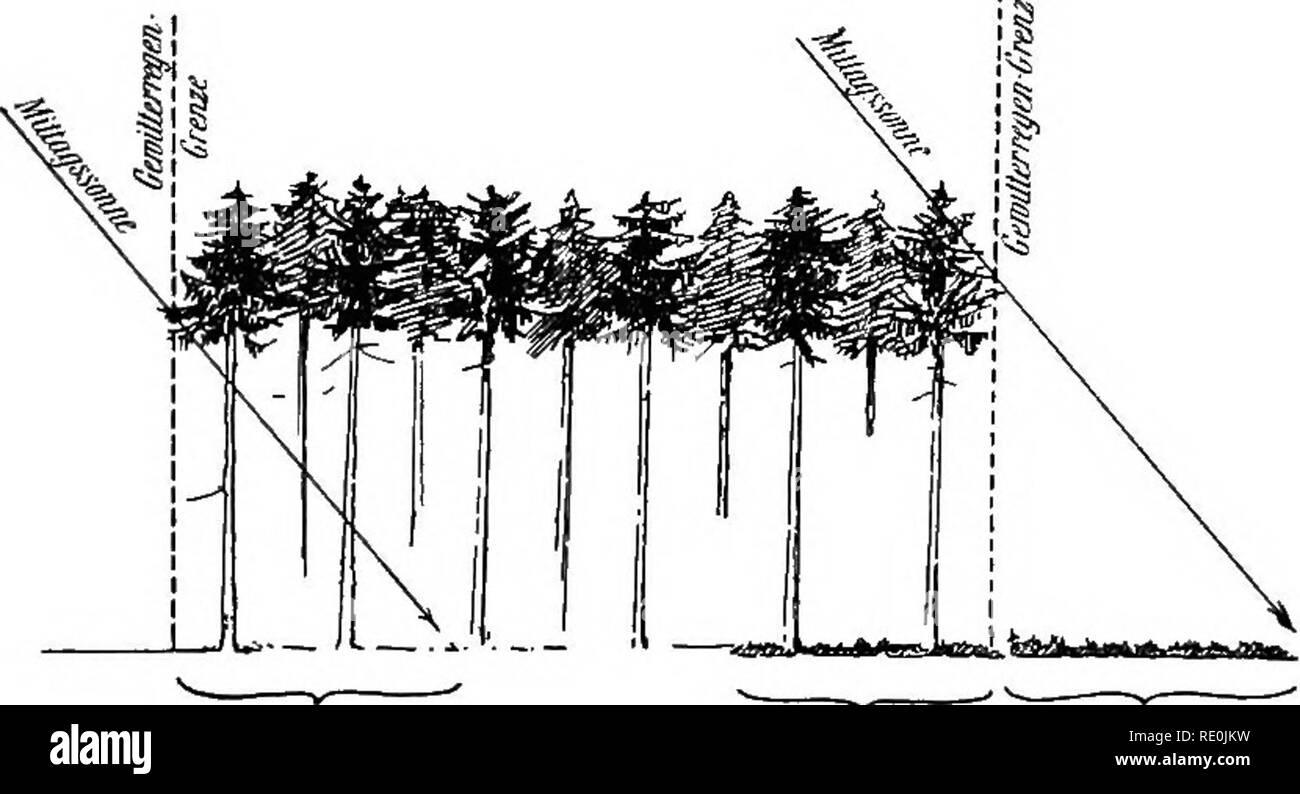 . Die Grundlagen der ra?umlichen Ordnung im Walde . Forest management; Forests and forestry; Forests and forestry. AuCensaura Innen- Innensaum (im Regen- saum (Befeuohtungs- schattendes (unfrucht- Fig. 36. verhaltnisse Ostrands). bar). ungiinstig). Siidrand Nordrand. Unfruoht- barer Innensaum. Fig. 37. Fruchtbarer AuBensaum. Nordostrand Nordwestrand 1 ' llAf ' Ungiinstige Befeuch- tungsverhaltnisse im AuBen- und Innensaum. Fig. 38.. Please note that these images are extracted from scanned page images that may have been digitally enhanced for readability - coloration and appearance of these ill Stock Photo