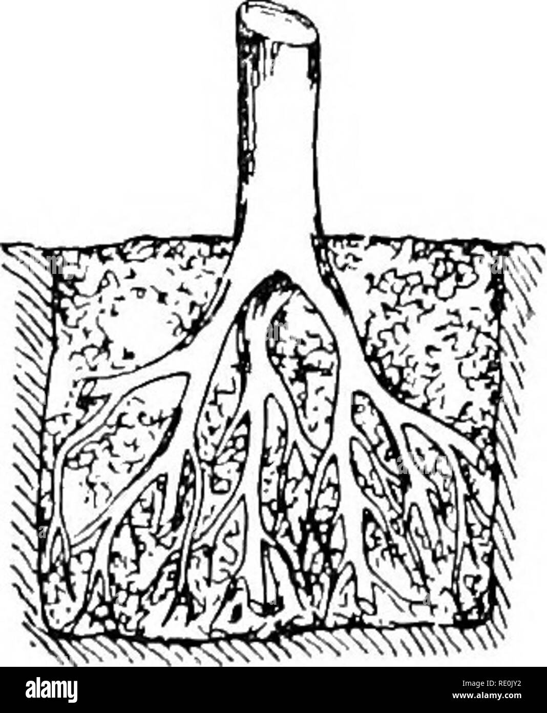 . Principles of plant culture; an elementary treatise designed as a text-book for beginners in agriculture and horticulture. Horticulture; Botany. Fig. 133. Fig. 134. Fig. 133. Roots of tree properly planted. Fig. 134. Same improperly planted. can best be spared should be removed (420). F'ailure to properly reduce the top is a frequent cause of death or loss of vigor in transplanted trees. Small plants in leaf, such as the strawberry, cabbage, etc., usually en- dure transplanting better if their larger leaves are re- moved at replanting. d—Wetting the roots just before- replanting is quite imp Stock Photo