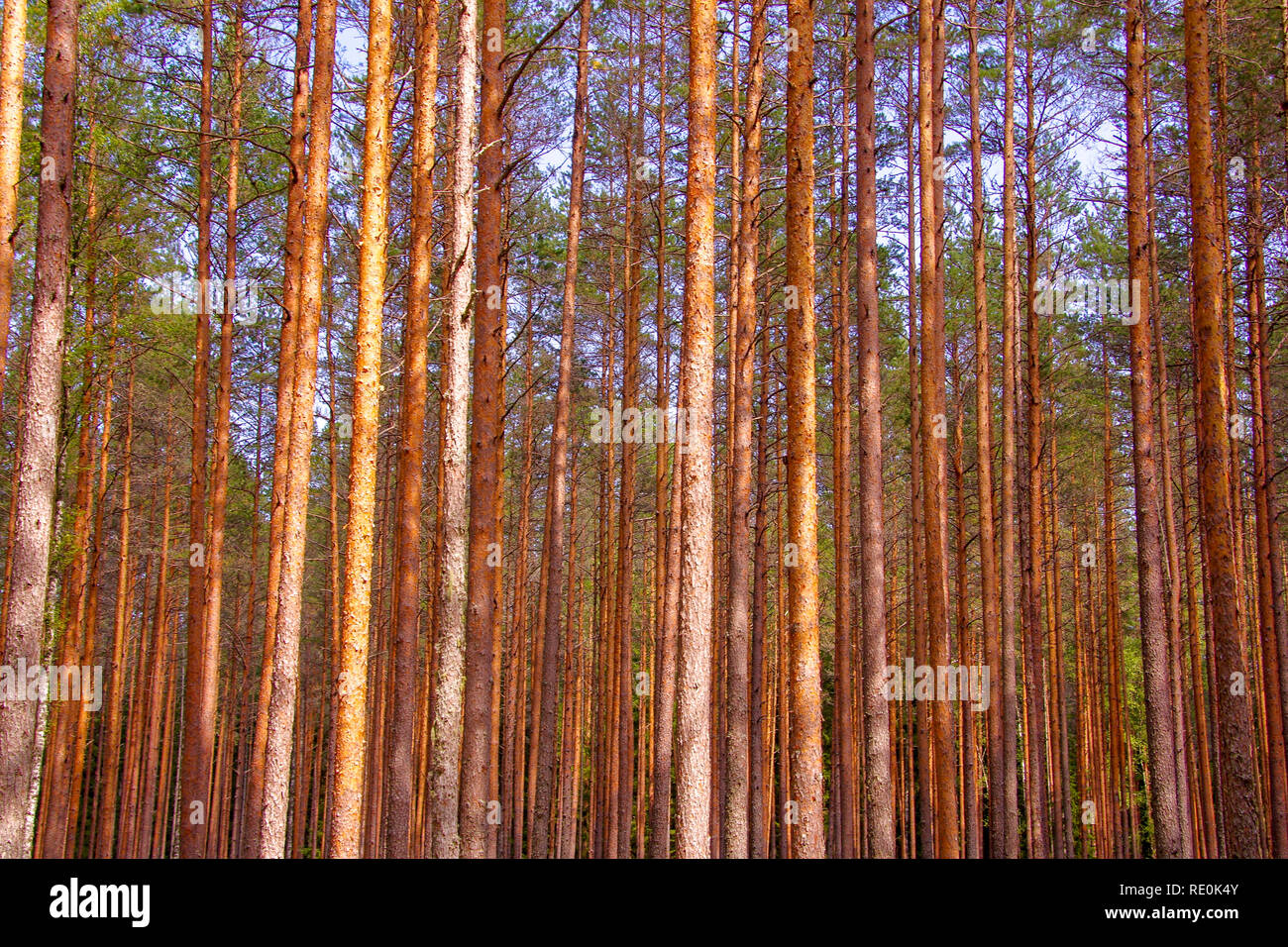 Tree trunks in a temperate coniferous forest of pine trees on the Northern coast of Estonia near Võsu Stock Photo