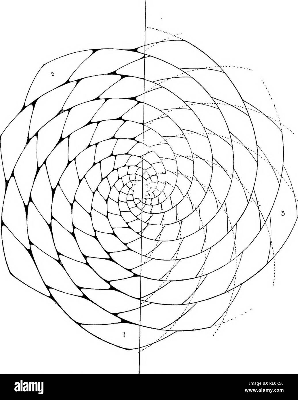 . On the relation of phyllotaxis to mechanical laws. Phyllotaxis; Leaves. THE BILATERALITY OF APPENDAGES. 293 In dealing with such a phenomenon it is necessary, to begin with, to distinguish between facts of observation and any inter-. Fig. 100.—Geometrical construction, including progressive &quot; dorsiventrality &quot; and sliding-growth effect for system (8 + 13). Drawn with construction curve (Type II.) for uniformly retarded growth. ' / ^ pretations which may have been ascribed to them. Now the facts observable are very definite: the rhomboidal primordia apparently thrust laterally along Stock Photo