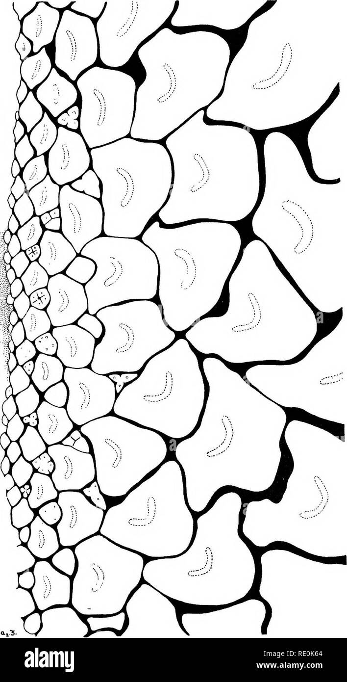 . On the relation of phyllotaxis to mechanical laws. Phyllotaxis; Leaves. RHYTHM. 223. Fig. 82.—Oenothera sp. Apex of fasciated shoot (perennating rosette); portion of section x^th the whole length and 4 mm. long; cam. lucid, drawing showing irregular expansion curves ; axillary flower-buds tetramerous and trimerous.. Please note that these images are extracted from scanned page images that may have been digitally enhanced for readability - coloration and appearance of these illustrations may not perfectly resemble the original work.. Church, A. H. (Arthur Harry), 1865-1937; Church, Arthur Hen Stock Photo