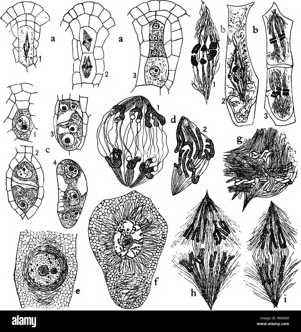 . Studies on the plant cell. pt.1-8. Plant cells and tissues. 742 THE AMERICAN NATURALIST, [Vol. XXXVIII. established the fact for certain forms that the first is heterotypic and the second homotypic, exactly as in divisions of the micro-. FiG. 15.— Embryo sac or megaspore mother-ceil of spermatophytes. a, b^ Galtonia candicans. ai, first mitosis in megaspore mother-cell, az, second mitosis, a^, group of four mega- spores. 61 and i&gt;2, shortly after metaphase of the first mitosis (heterotypic). ^3, meta- phase of the second mitosis (homotypic). c, d, Scilla Sibirica. ci, megaspore moihe^- ce Stock Photo