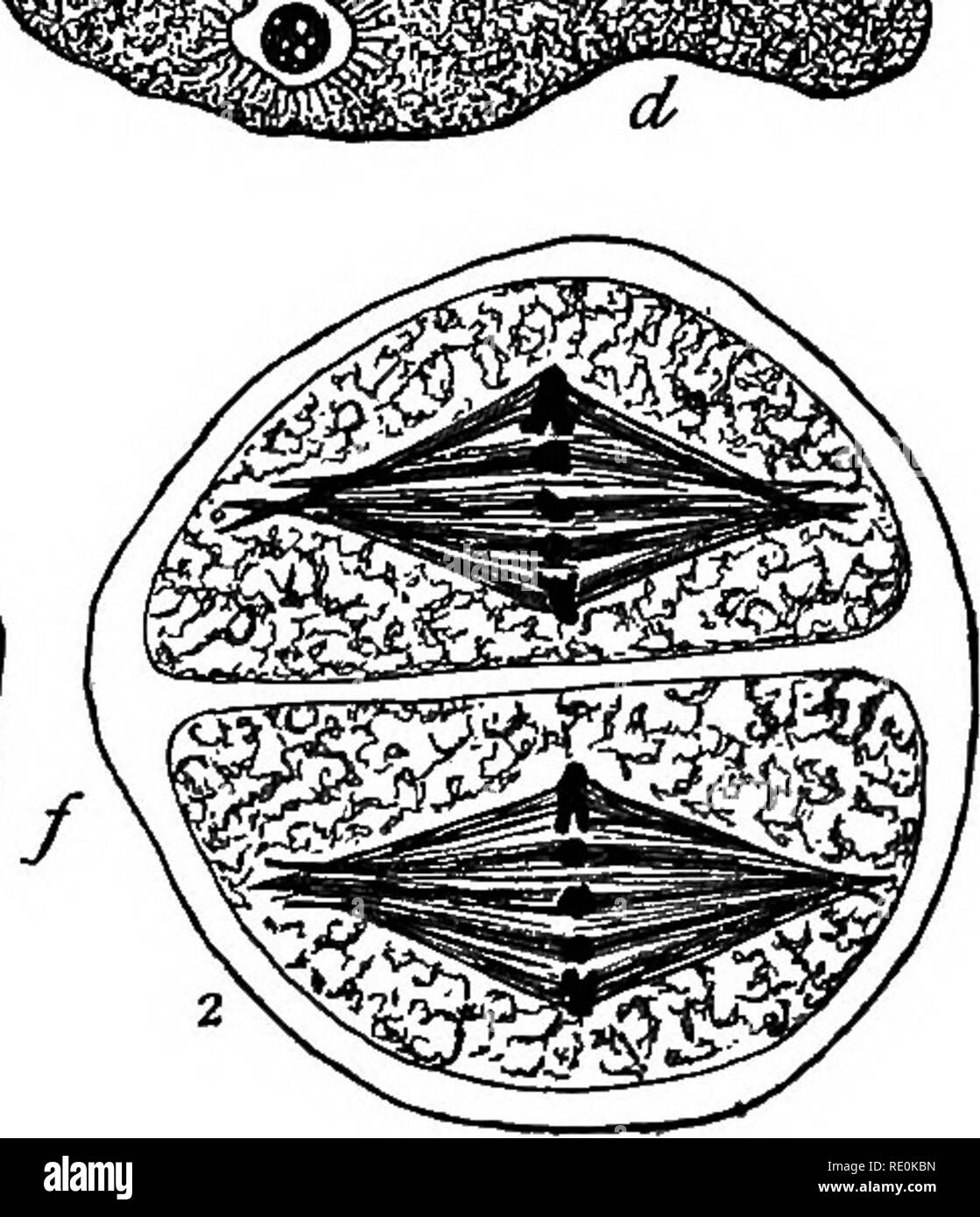 . Studies on the plant cell. pt.1-8. Plant cells and tissues. ' - -^ â / H â¢'â¢s x:^ â ''??. Fig. 5.â Metapliases of Mito'sis. Â«, Saprolegnia; intranuclear spindle in oogonium, nucle- olus outside of spindle. ^, Erysiphe ; mitosis in ascus, asters with rather small centro- spheres. c, Corallina; first mitosis in tetraspore mother-cell, very large and well differentiated centrospheres. rf, Zamia; blunt poled intranuclear spindle in central cell of pollen grain ; blepharoplasts, their outer membrane about to break up. c, Pellia; first mitosis in spore mother-cell; broad spindle with rounded po Stock Photo