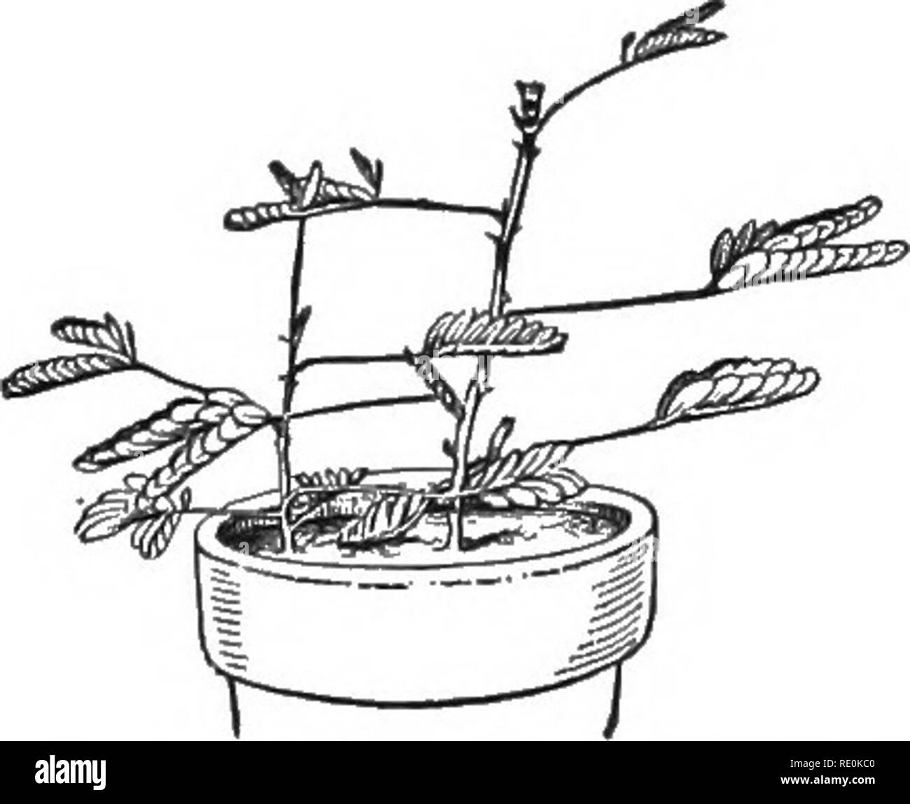 . Elementary plant physiology. Plant physiology. Fig. 88.—Positions of