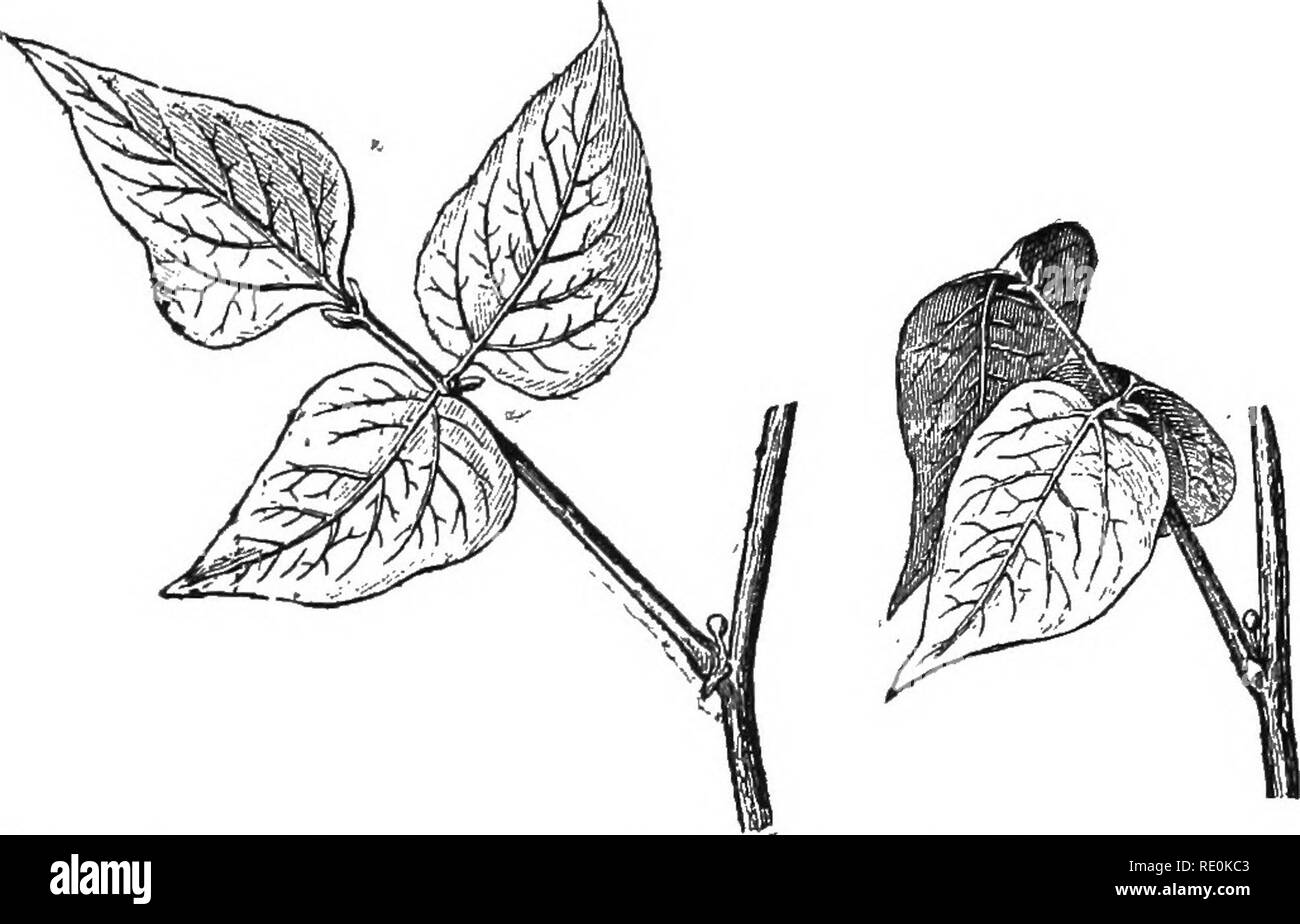 Elementary Plant Physiology Plant Physiology Ii8 Elementary Plant Physiology Insolation In The Middle Of The Day And From Rapid Cooling And Loss Of Water At Night The Plants Used Have Been