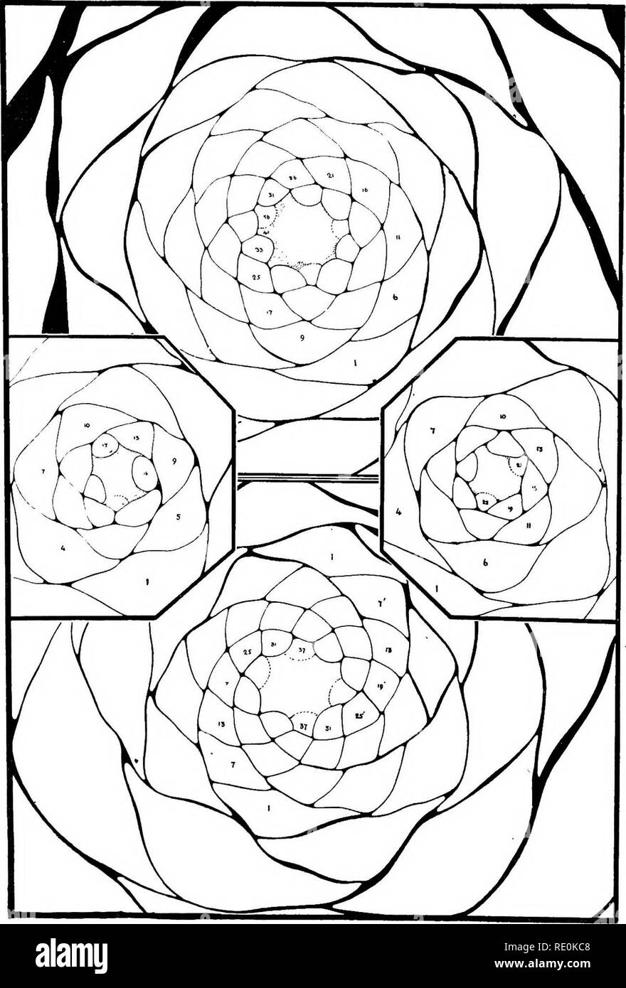 . On the relation of phyllotaxis to mechanical laws. Phyllotaxis; Leaves. 104 RELATION OF PHYLLOTAXIS TO MECHANICAL LAWS.. Fig. 42.—Podocarpus japonica, Siebold. Sections of leadini; apices (5.+ 8) varying (6 + 10), and weaker axes varying (3 + 5) and (3 -t- 4).. Please note that these images are extracted from scanned page images that may have been digitally enhanced for readability - coloration and appearance of these illustrations may not perfectly resemble the original work.. Church, A. H. (Arthur Harry), 1865-1937; Church, Arthur Henry, Notes on phyllotaxis. London, Williams &amp; Norgate Stock Photo